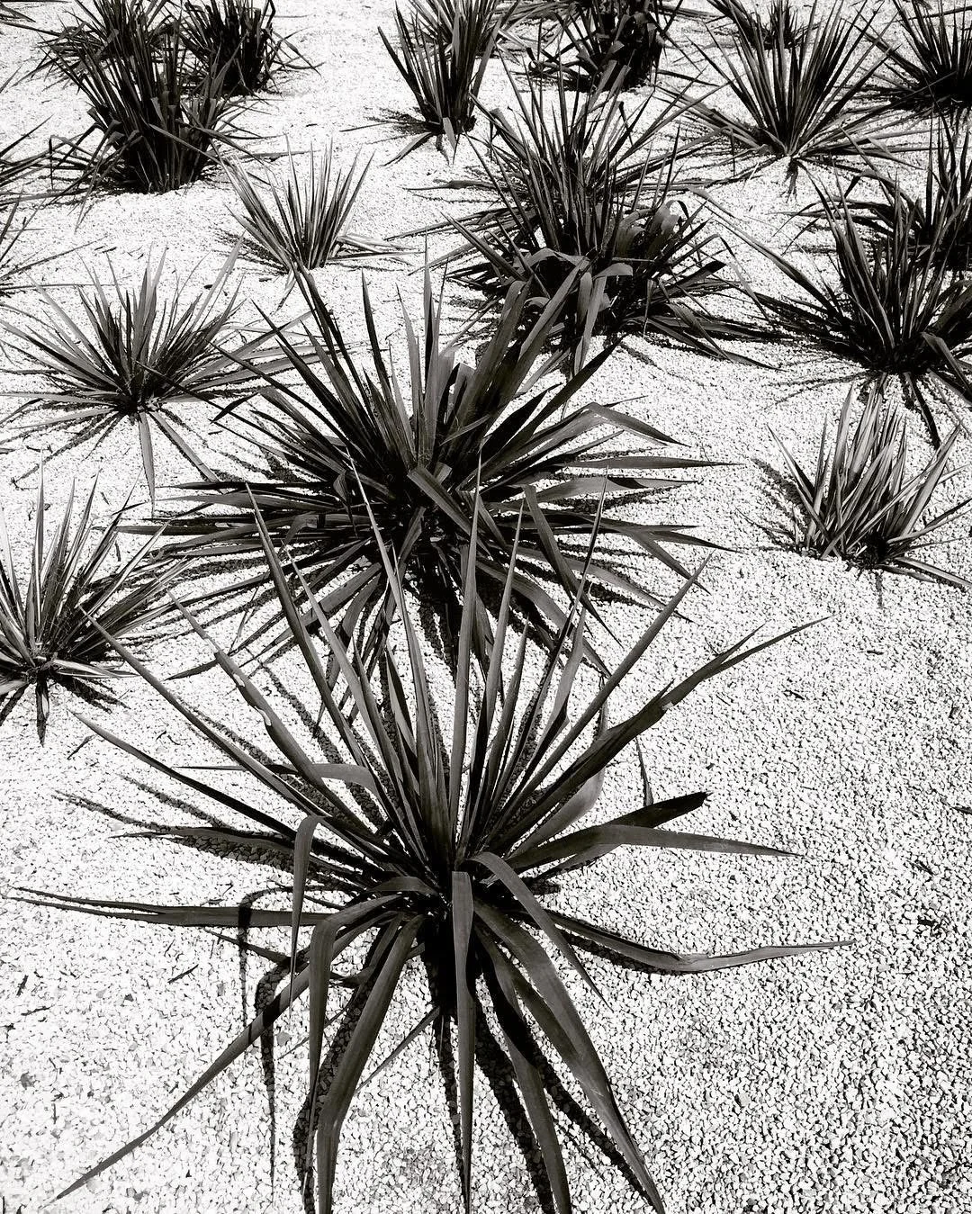 Desert plants, likely yucca or agave, growing in sandy terrain with sparse vegetation.