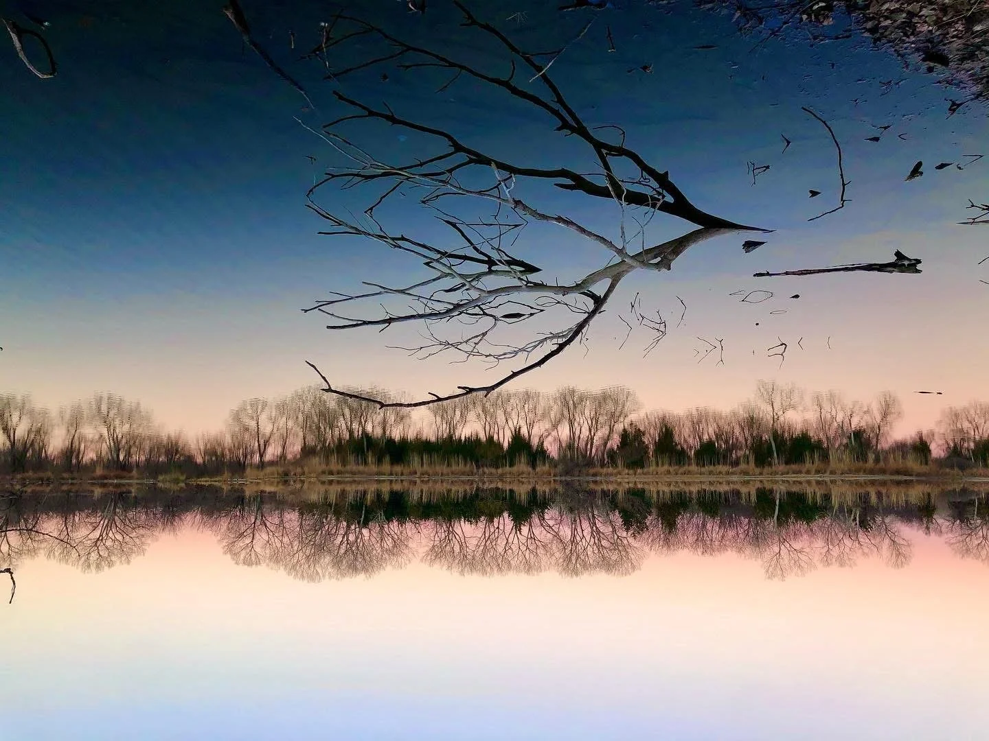 A serene pond with a calm surface reflecting a line of leafless trees, with a large, dark, leafless branch extending over the water, all under a gradient sky transitioning from pink to blue at sunset.