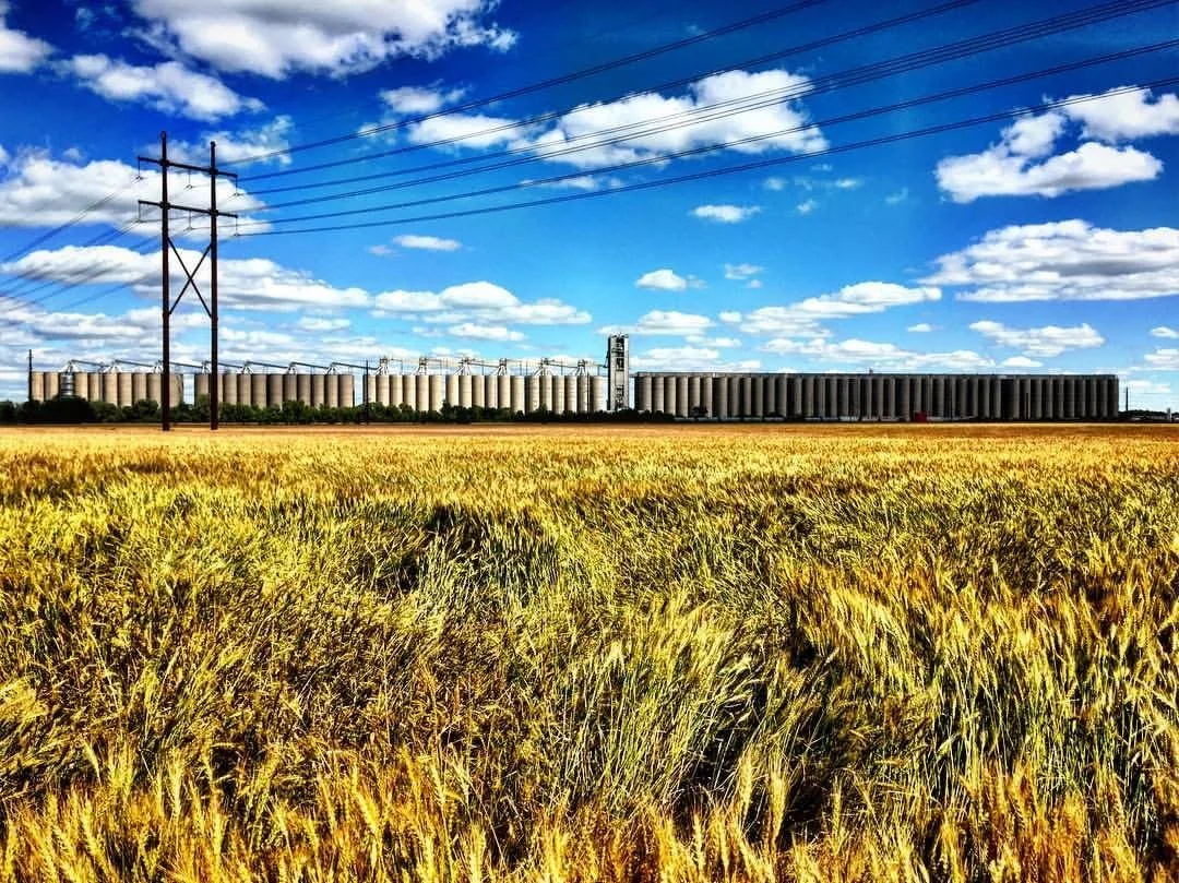 A field of wheat with a large industrial grain storage and silos in the background, under a partly cloudy sky.