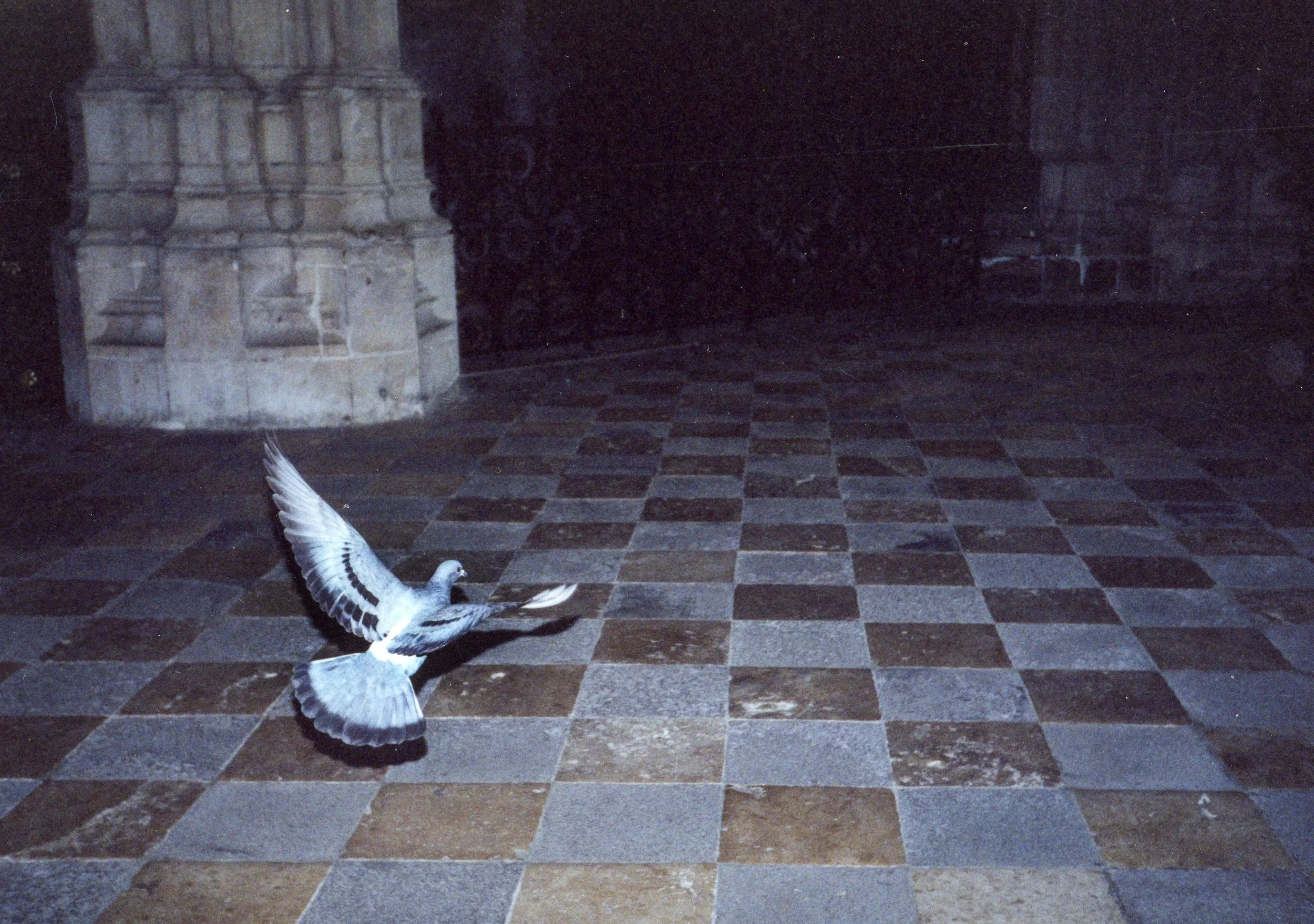 A pigeon landing on a checkered stone floor near a stone column at night.