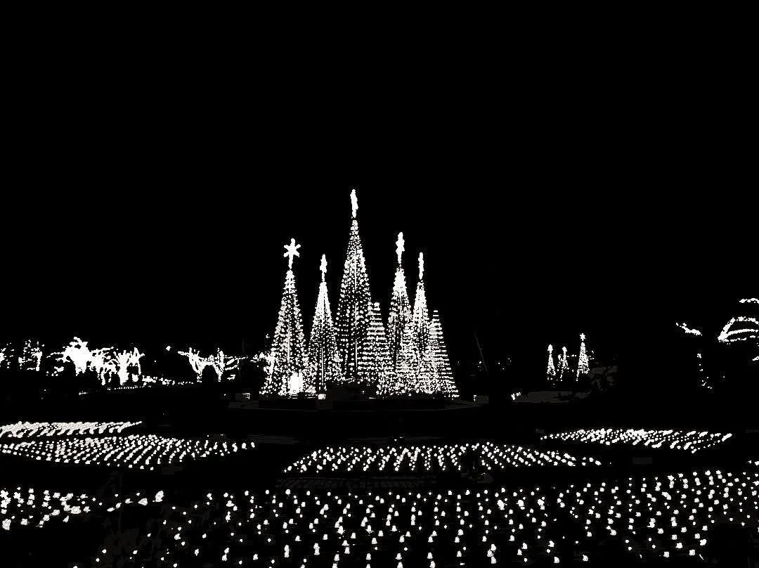 Black and white image of a Christmas display with illuminated Christmas trees and reindeer figures in the background, and numerous small lights on the ground.