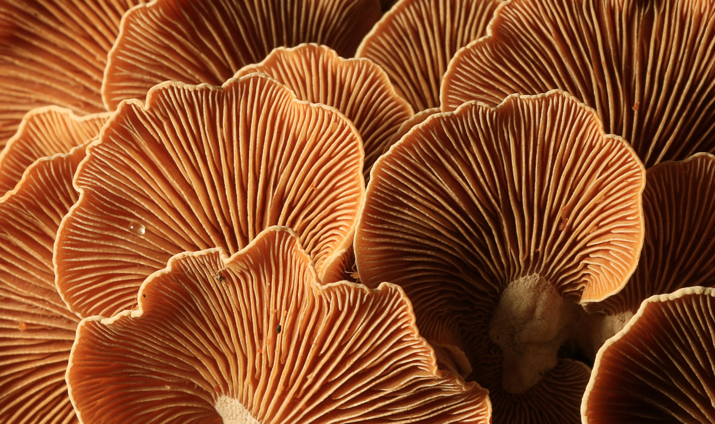 AdobeStock_177090843.jpeg