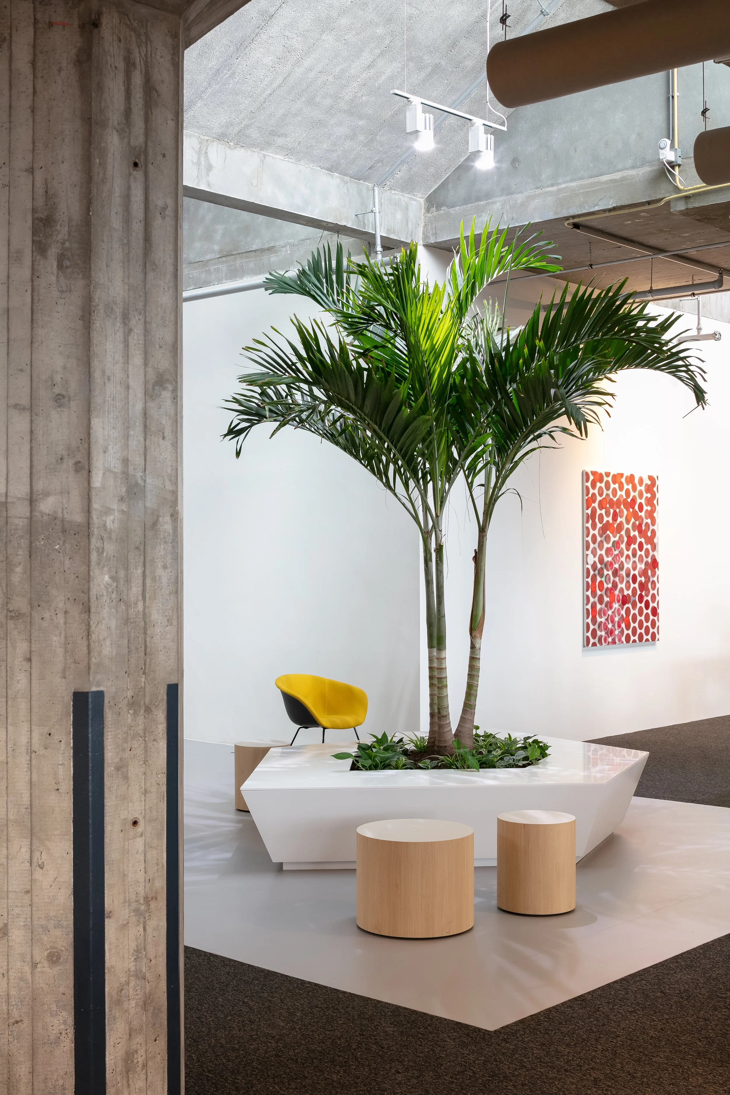 Palm tree in white planter at Yuki HQ office, Rotterdam, designed by Meeder Ontwerpers.