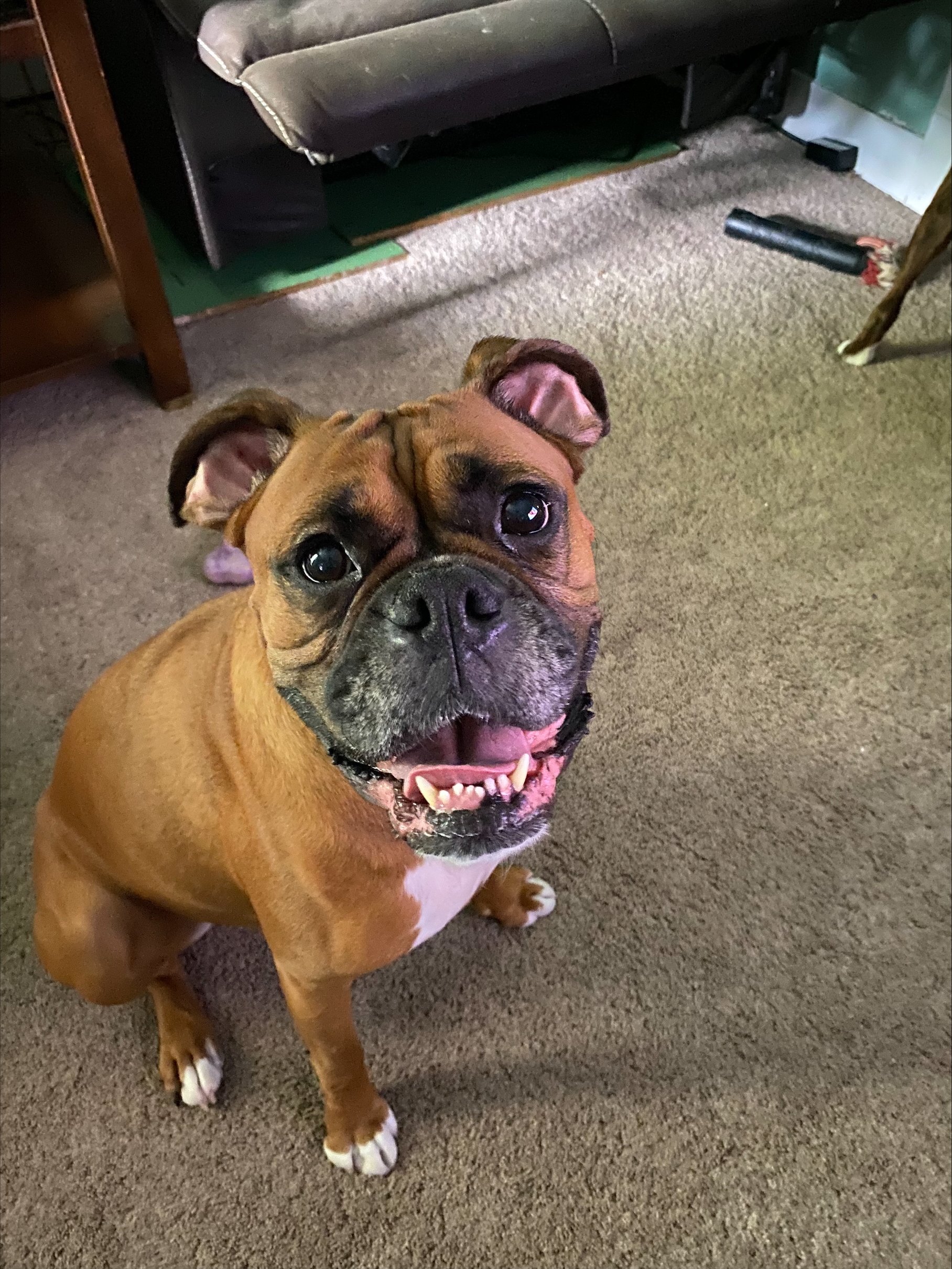 Kiersten P - Nala