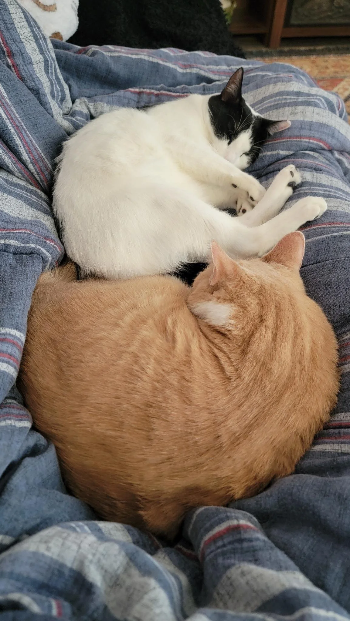 Madison F - Misha & Muffin