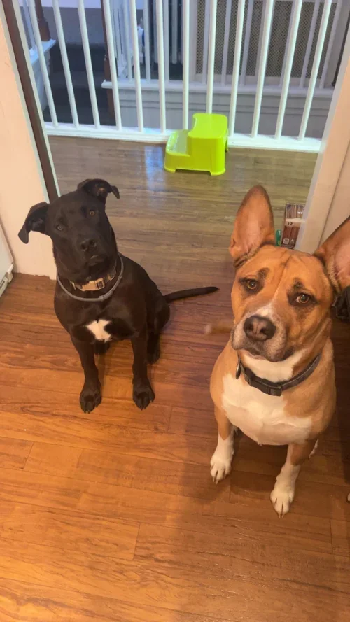 Amber G - Onyx & Rocco