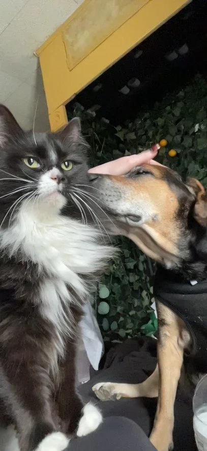 Amy B - Cecilia (cat) & Juliet (dog)