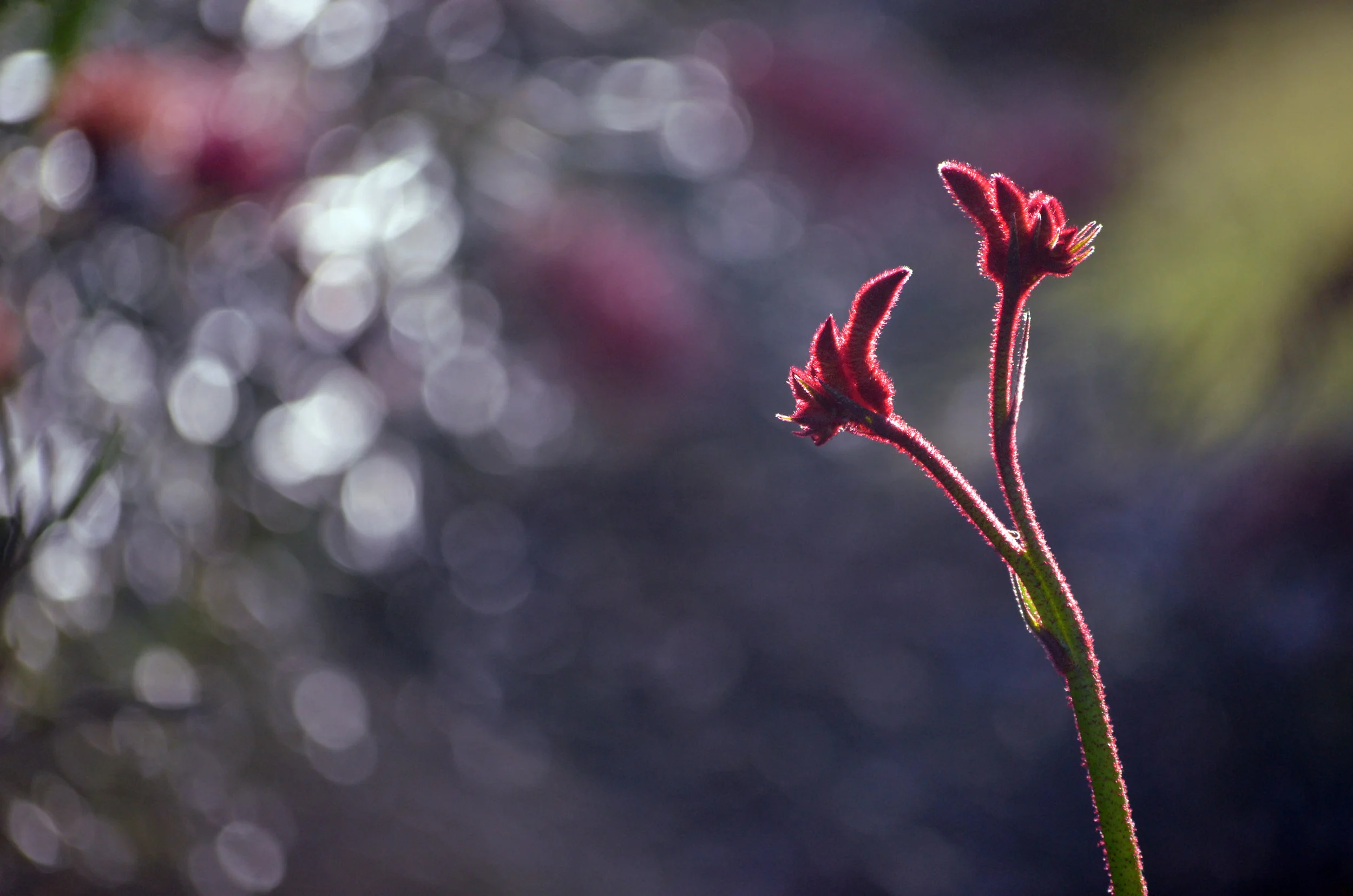 iStock-1157470589.jpg
