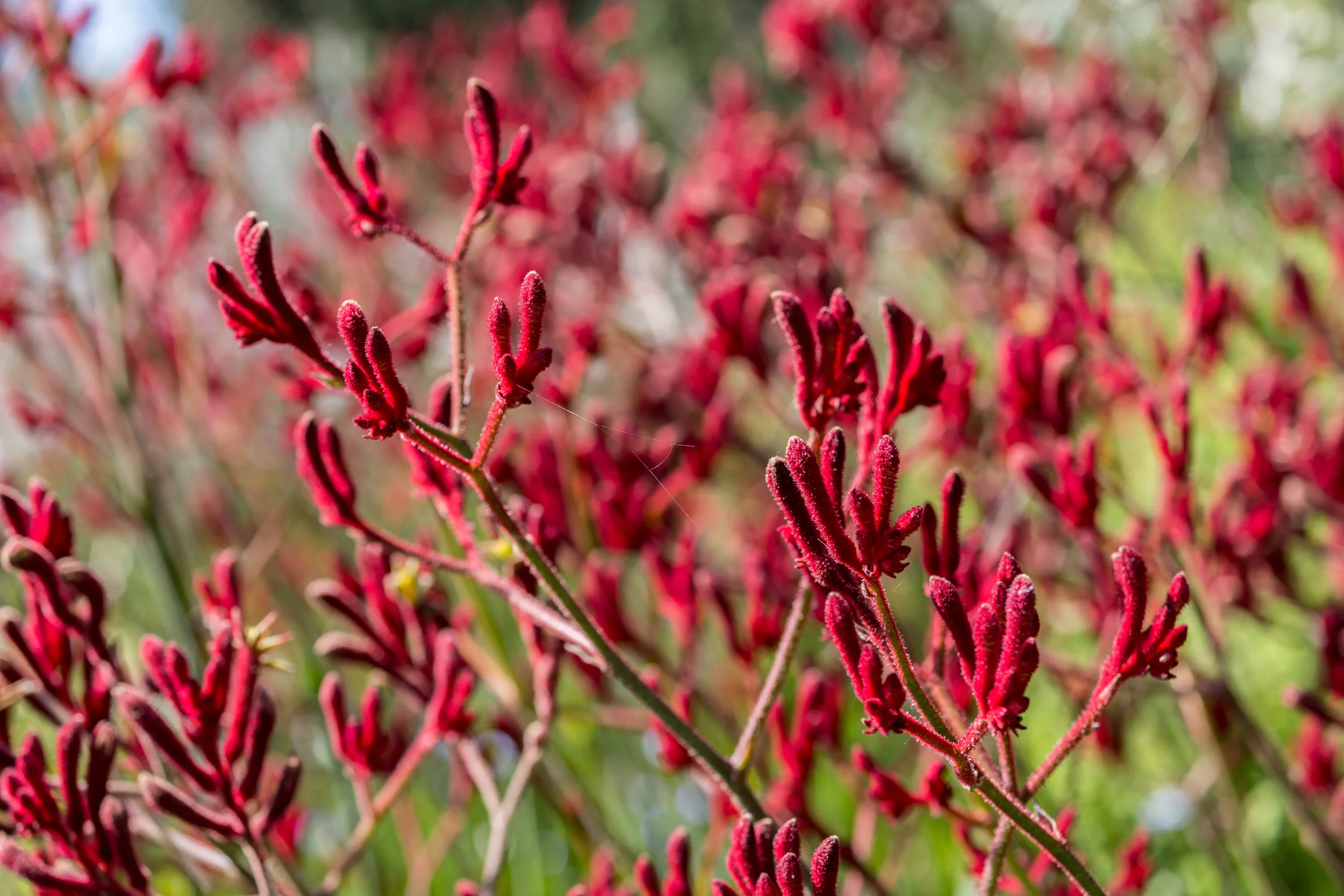 iStock-1056182128.jpg