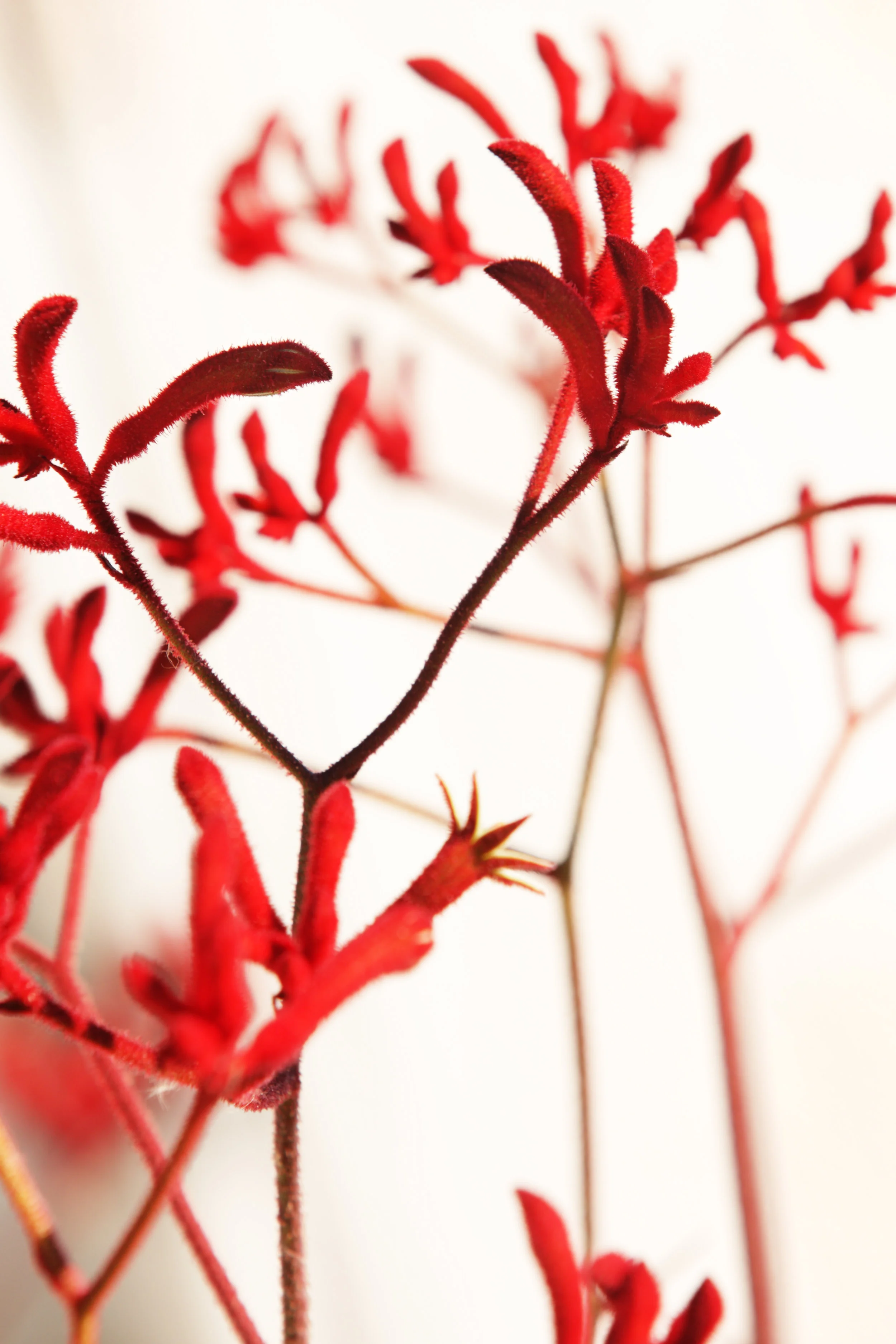 iStock-526299806.jpg