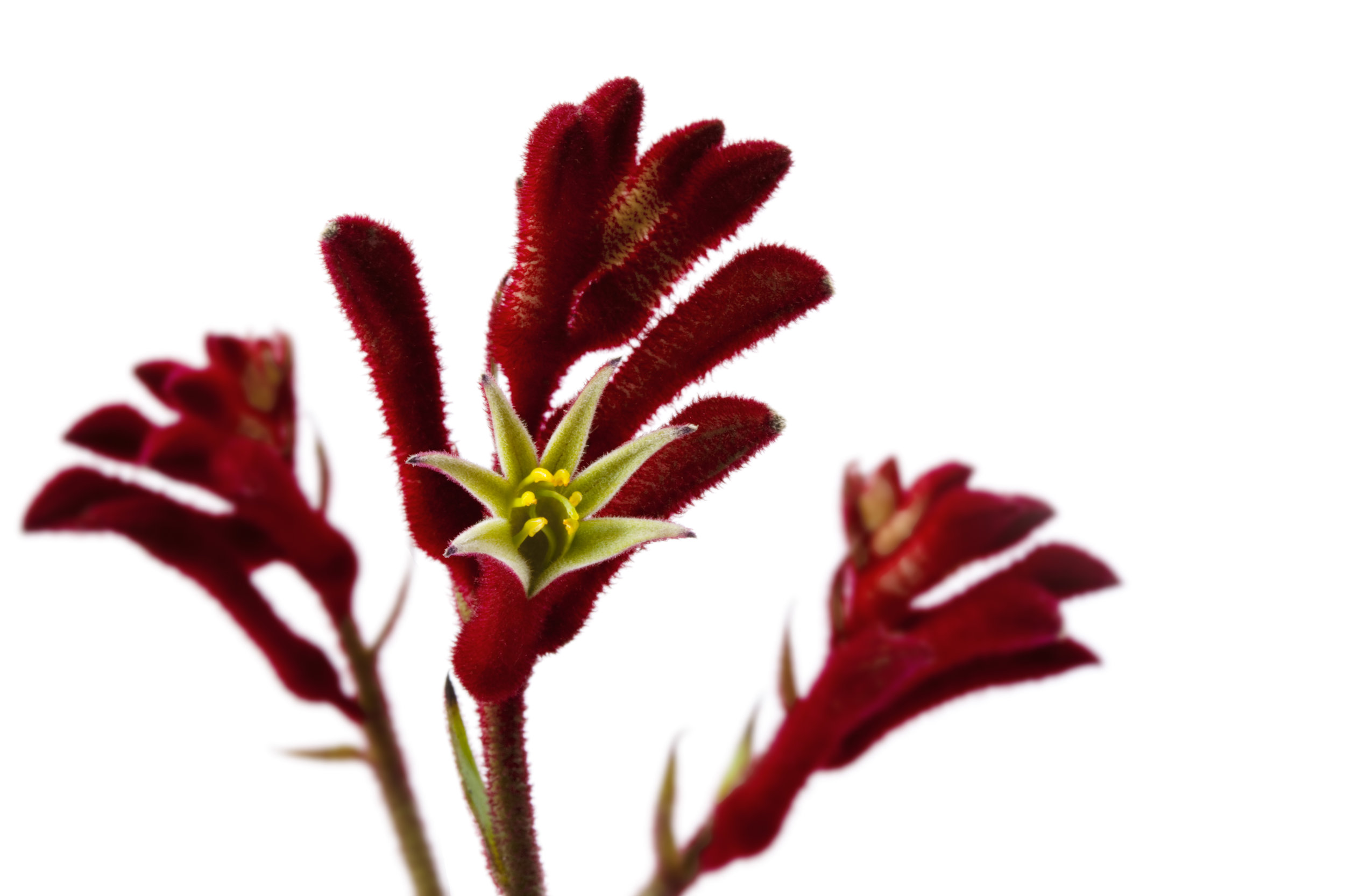 iStock-108660714.jpg