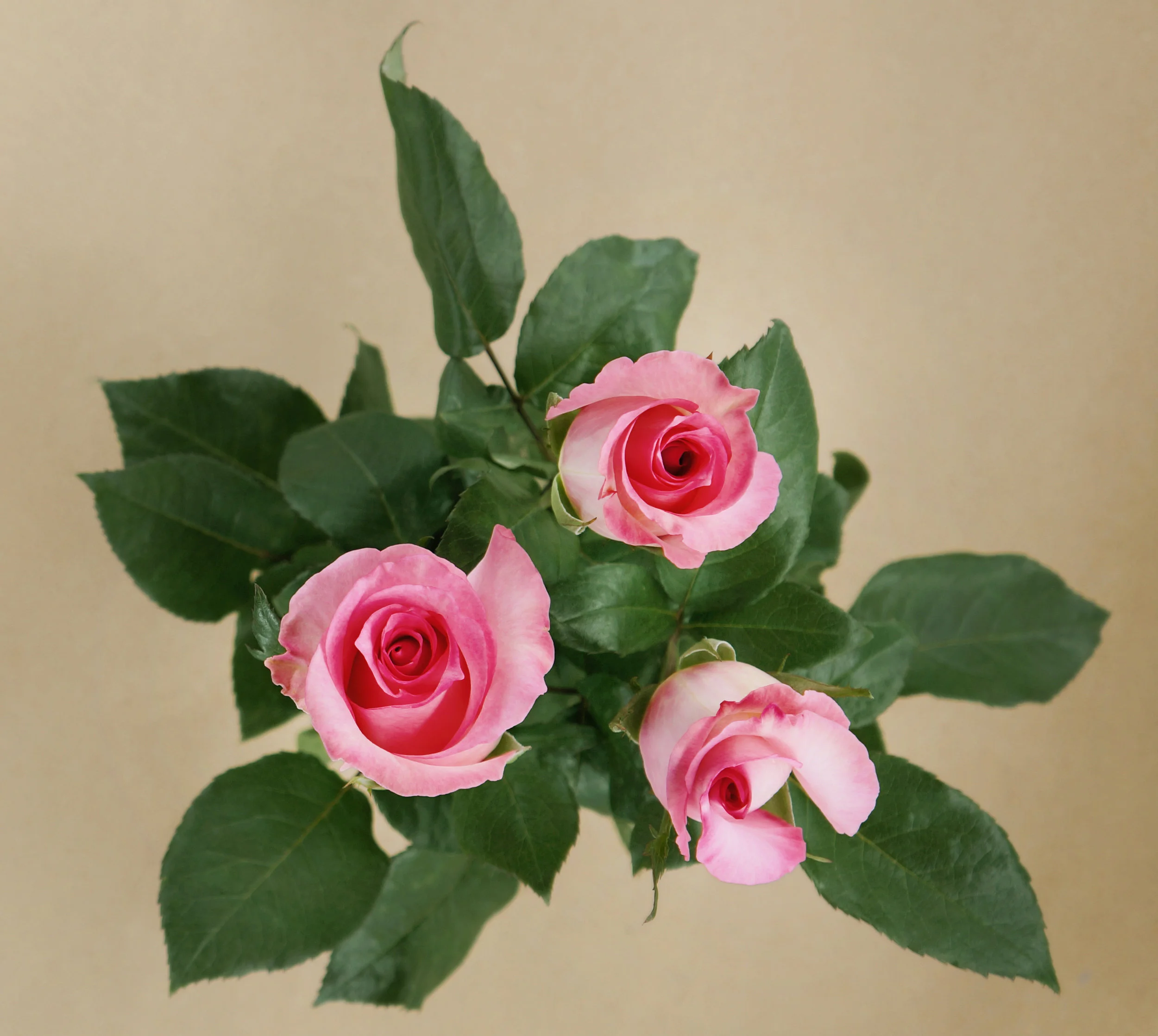 DSC03108. - Priceless.jpg