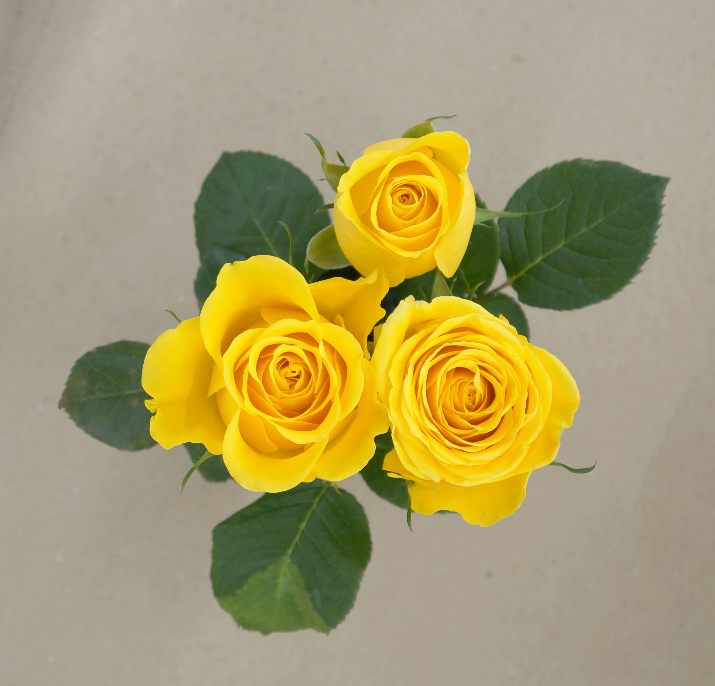 DSC03004 - GoldStar.JPG