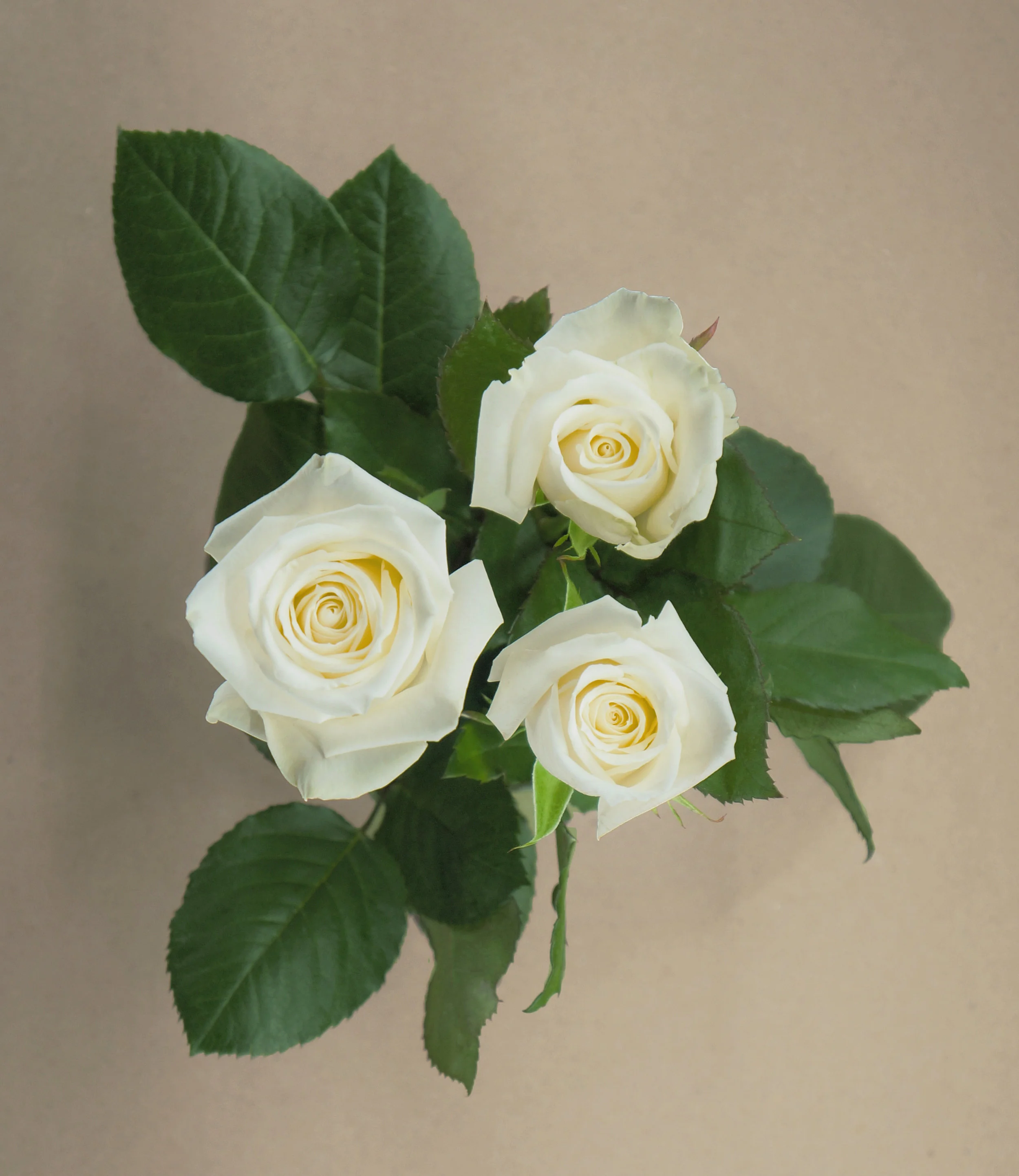 DSC03312 - Escimo.jpg