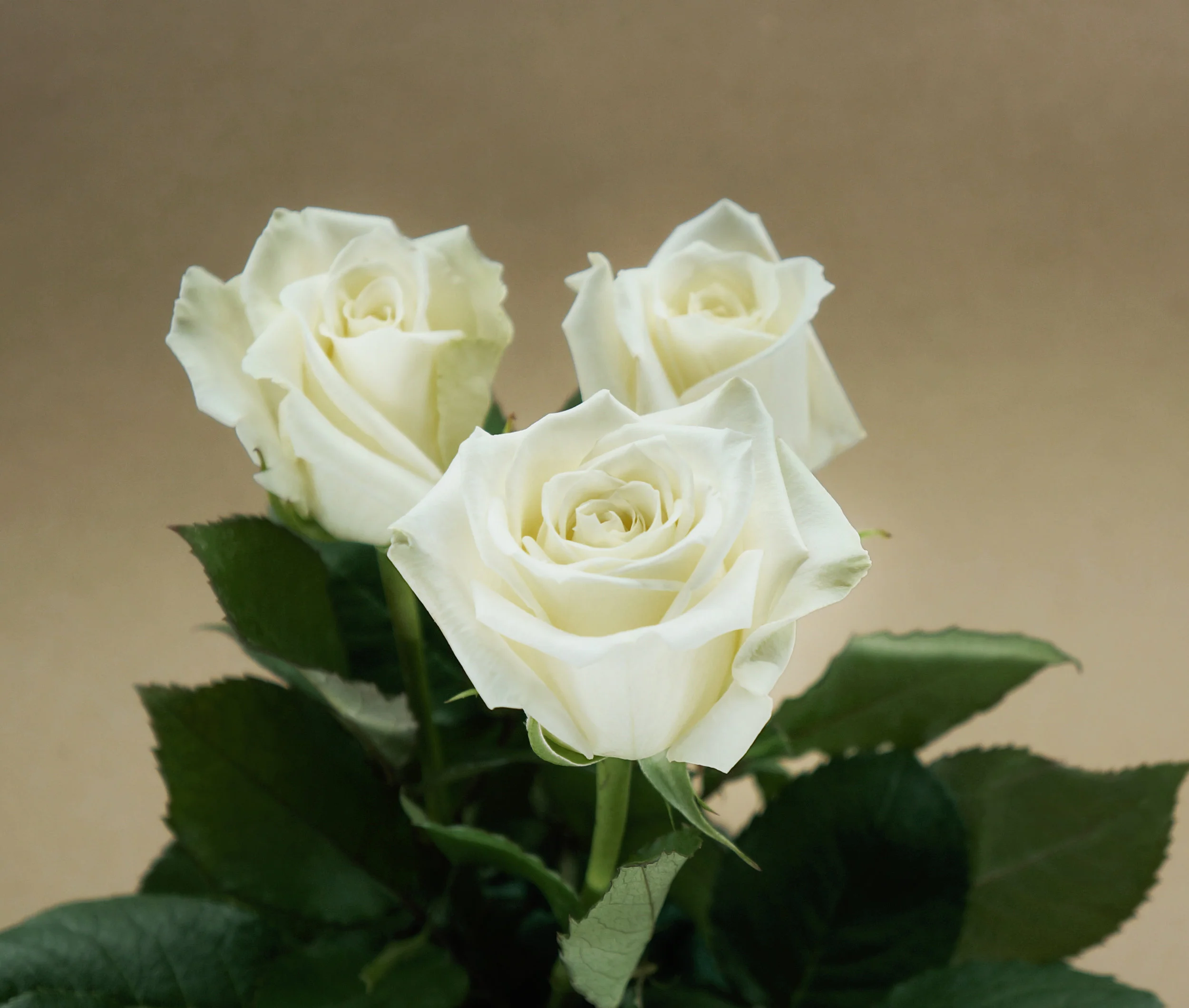 DSC03315 - Escimo.jpg