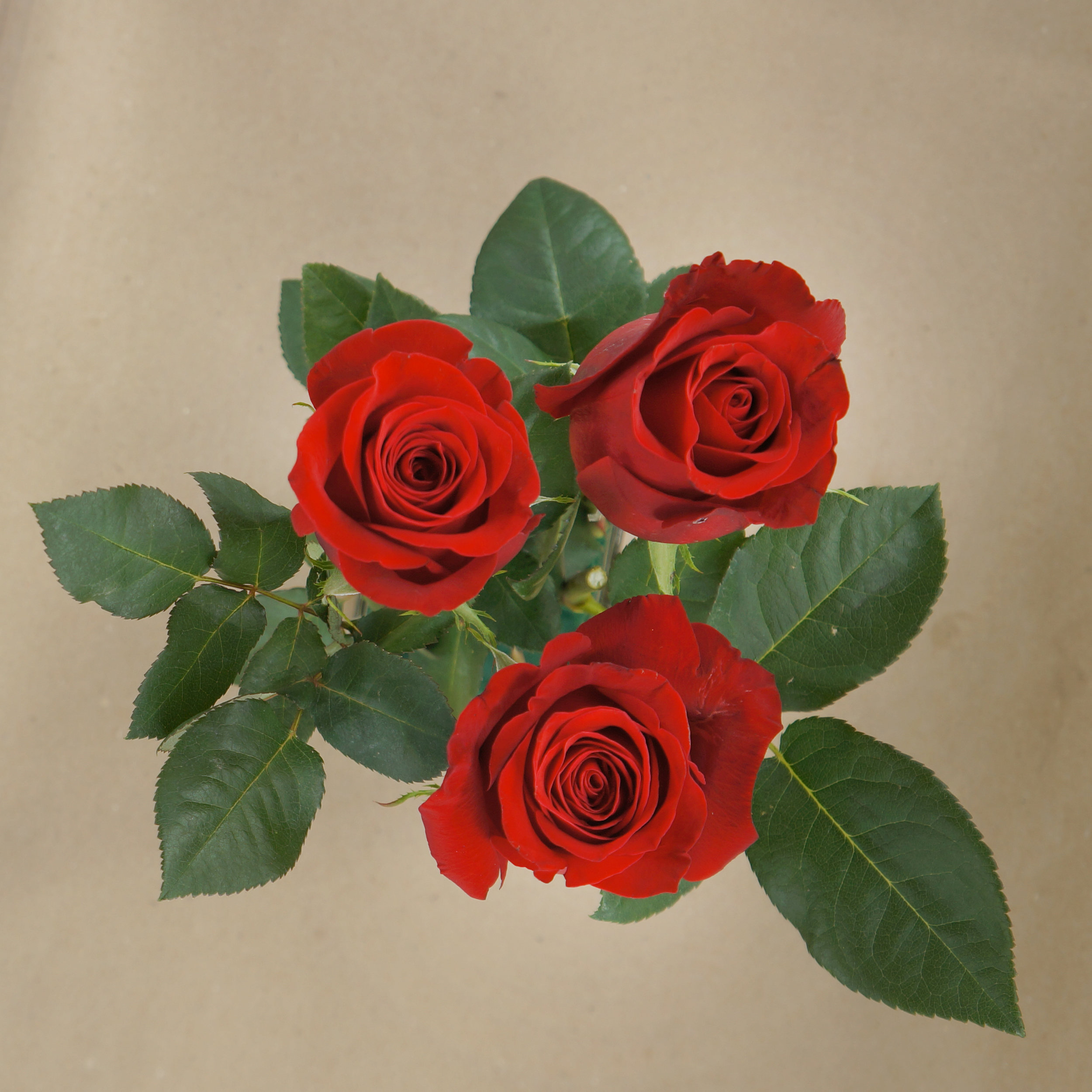 DSC03016 - Freedom + CoverPetals.JPG