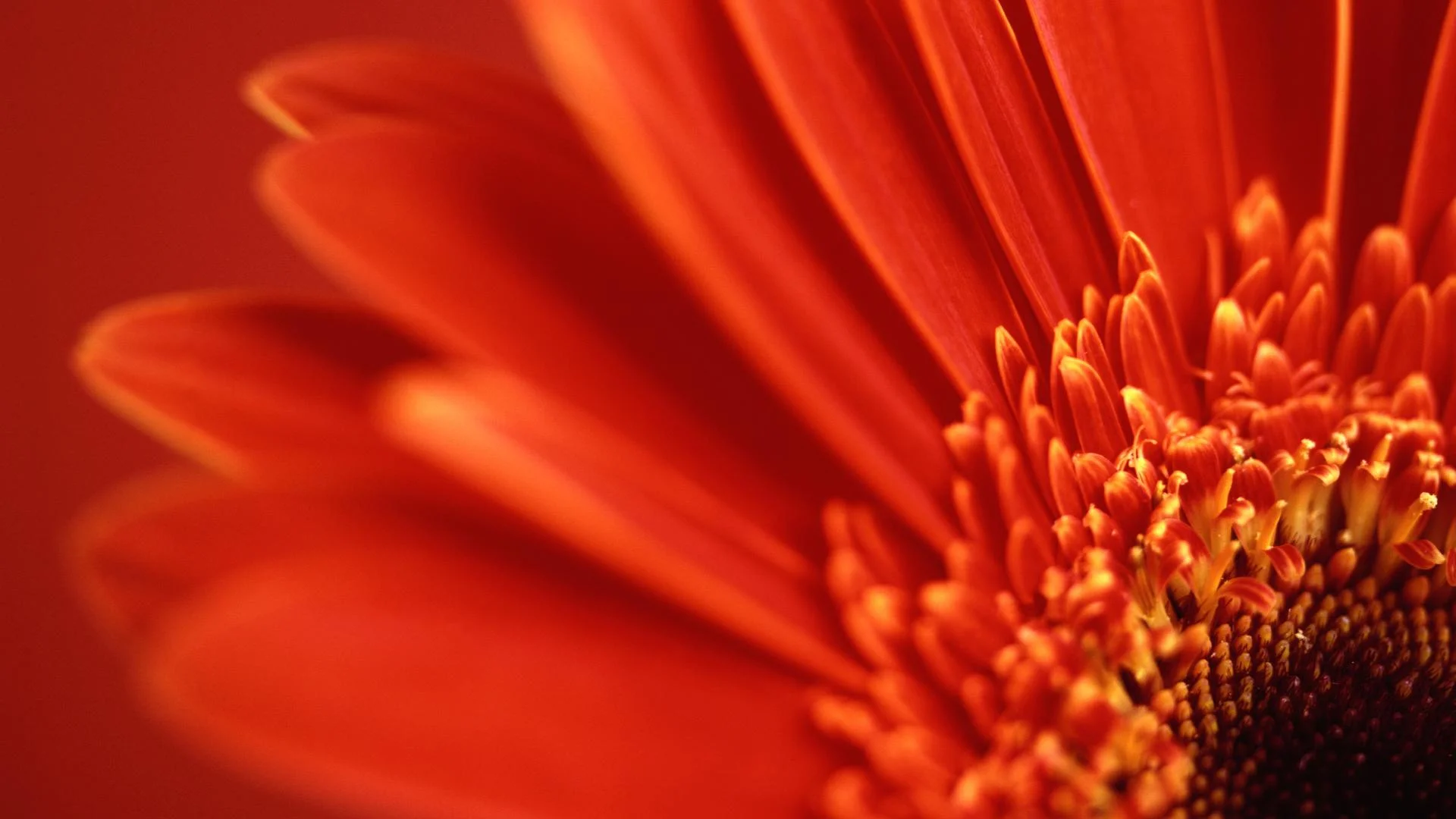red_gerbera_daisy-HD (1).jpg