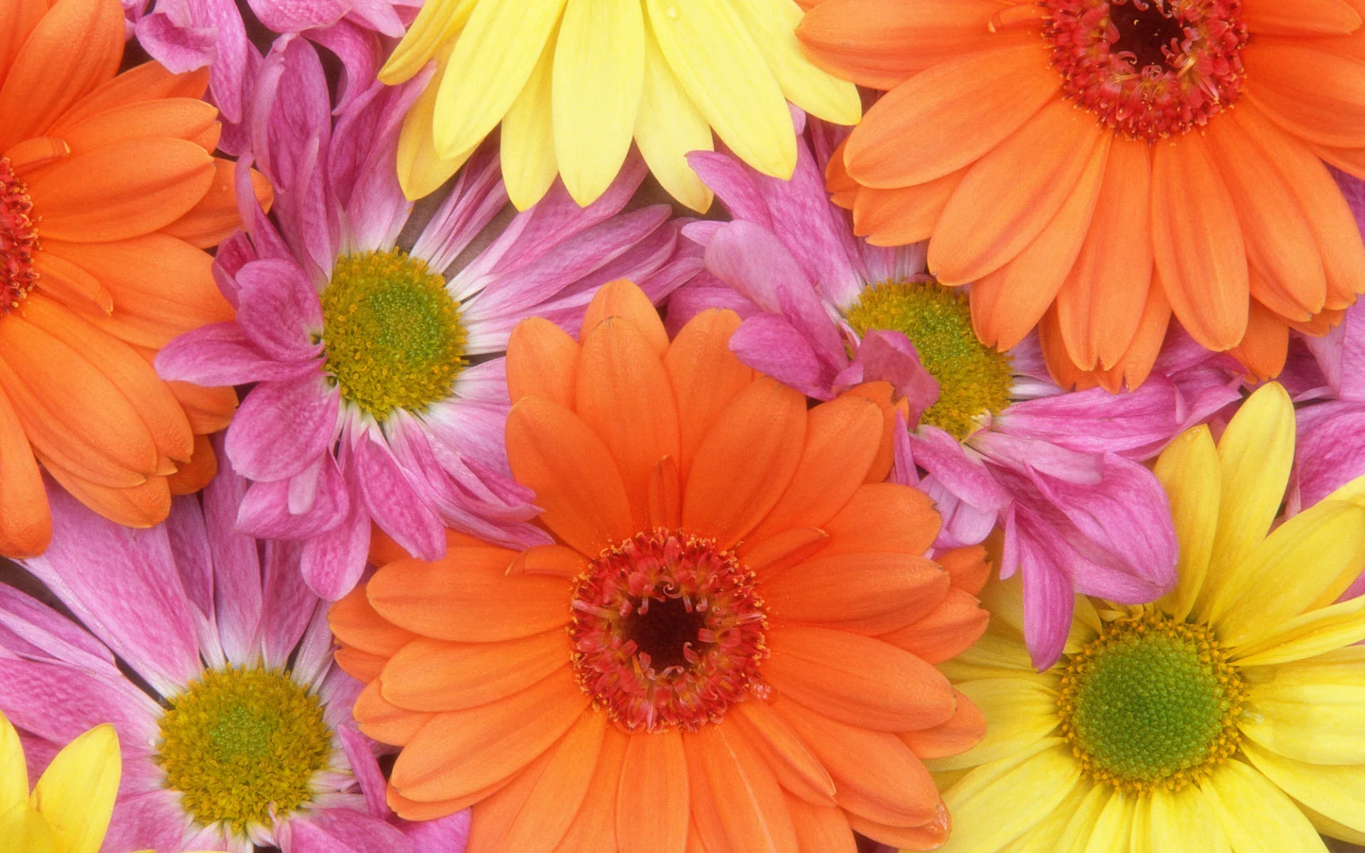 fresh_daisies-wide.jpg