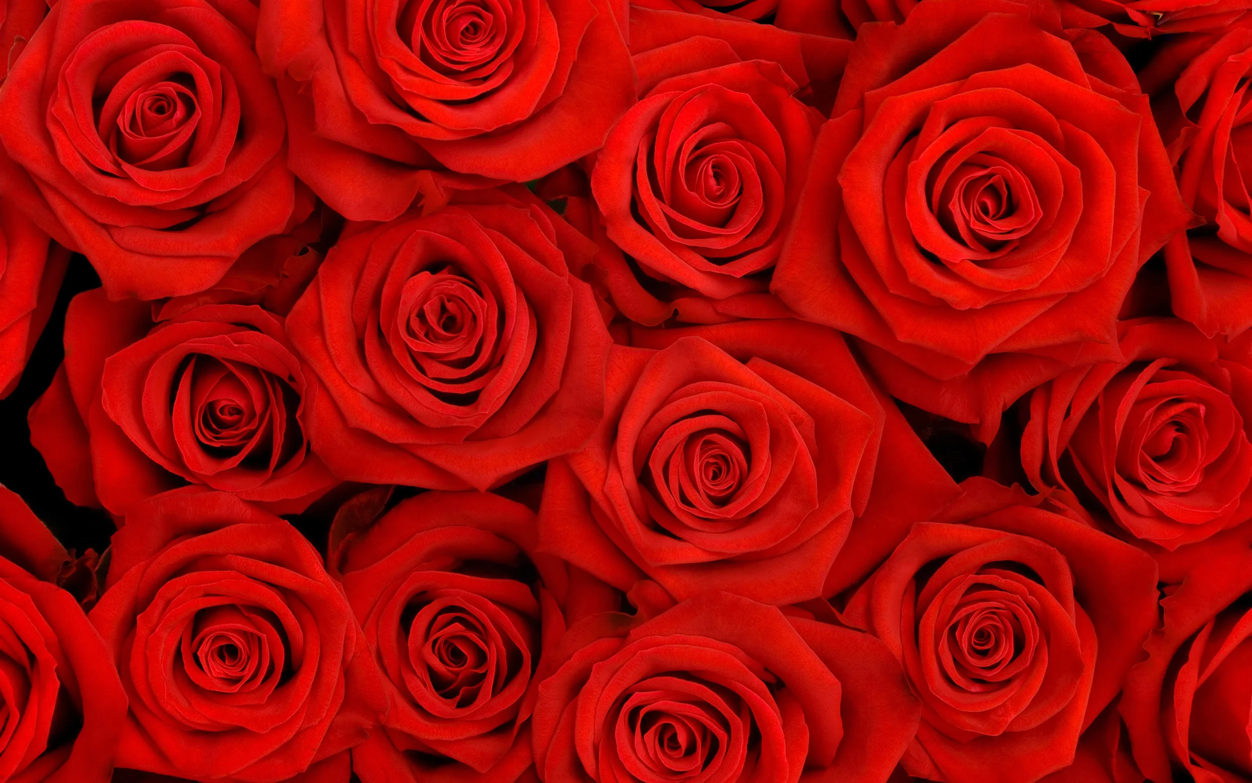 lovely_roses_hq-wide.jpg