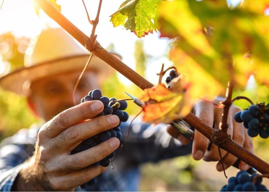picking-grapes.jpg