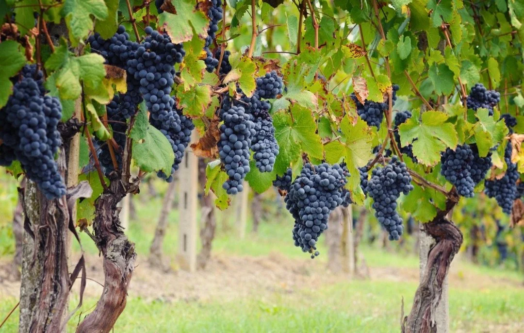 san-cassiano-hanging-grapes.jpg