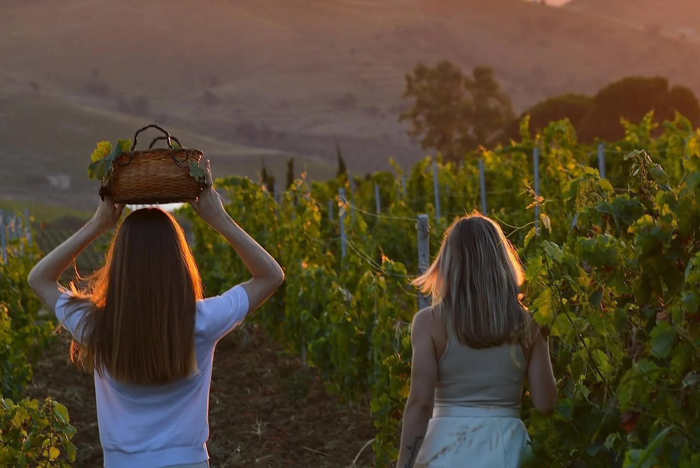 Harvesting grapes