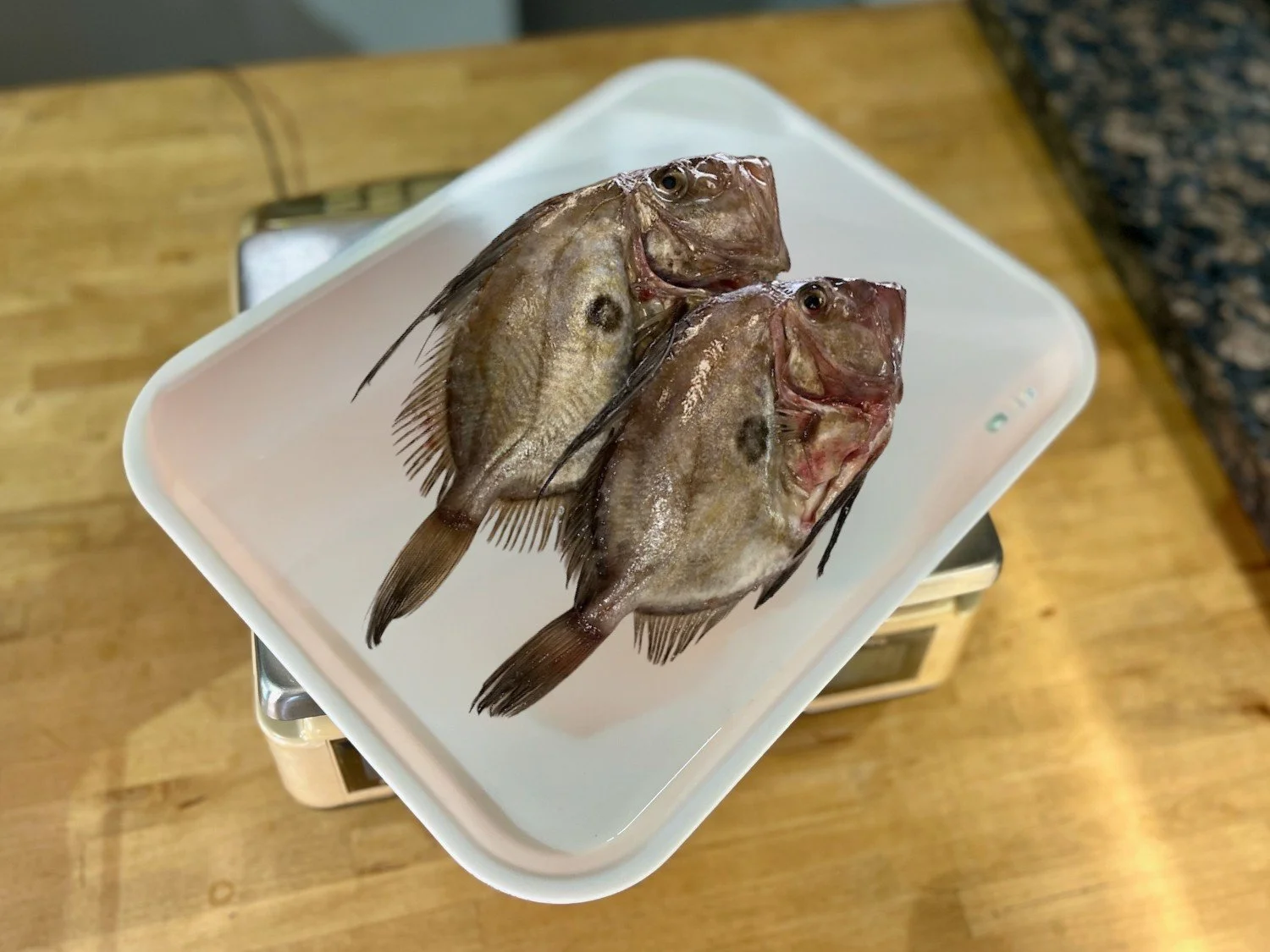 Doner Fish Services 1 — Gastro Nicks