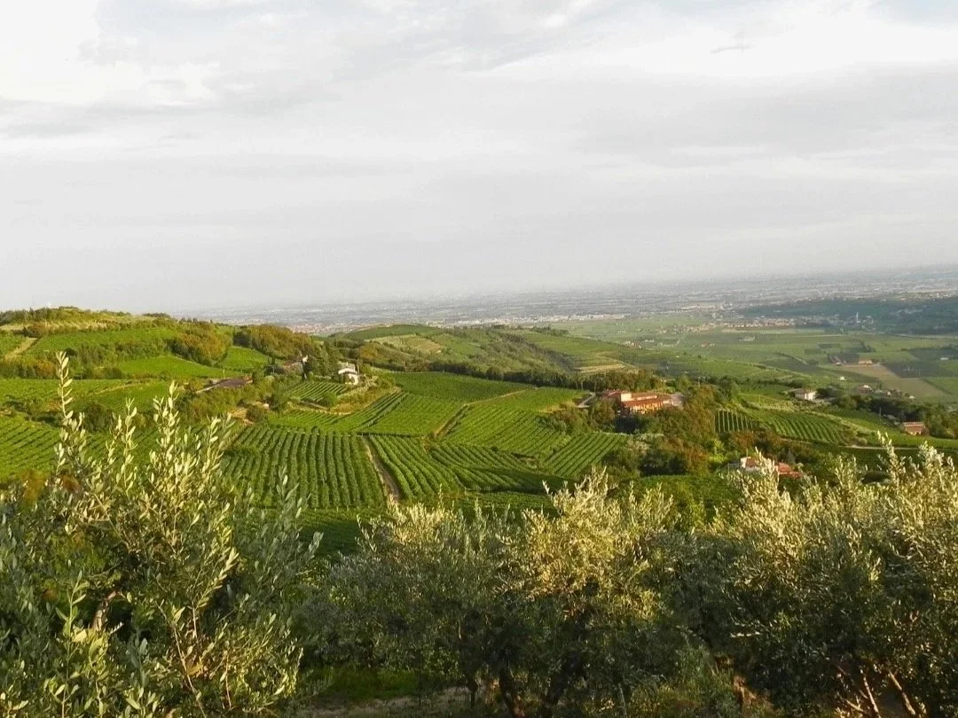 San Cassiano vineyard