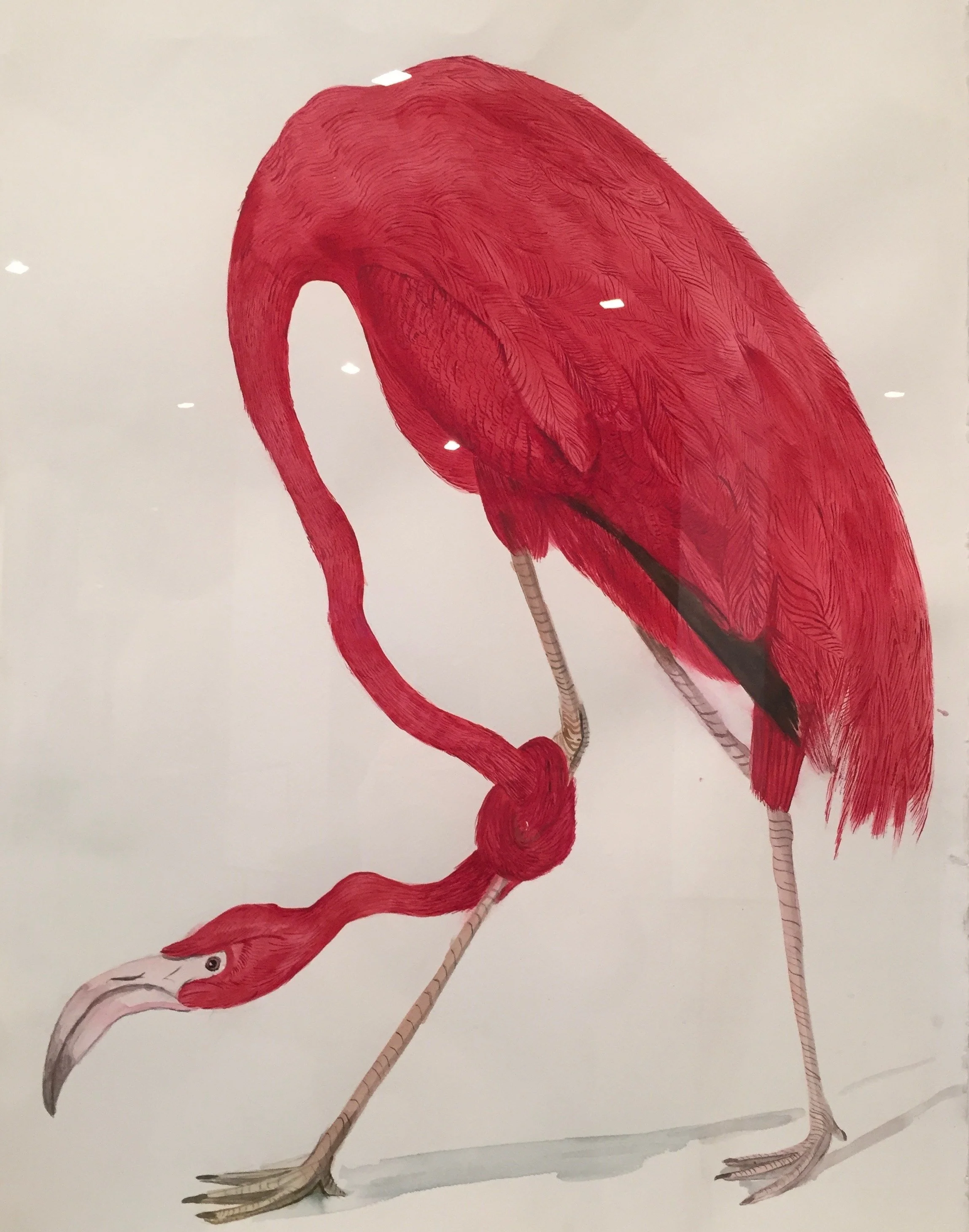 Illustration of a flamingo bending down with one leg extended.