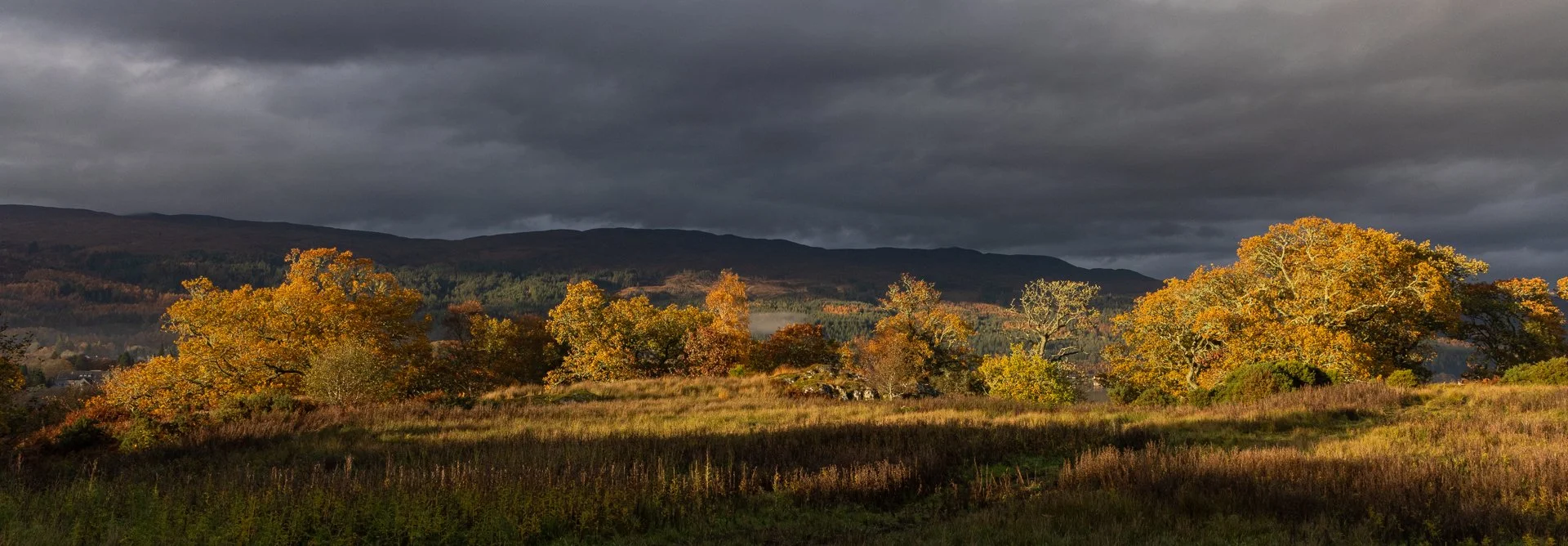 Golden Light