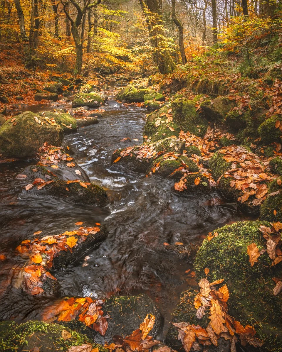 Autumn Stream