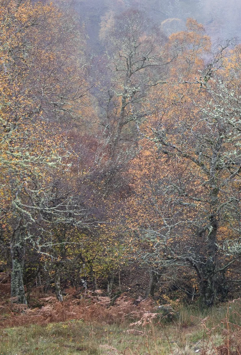 Scottish Woodland `colours