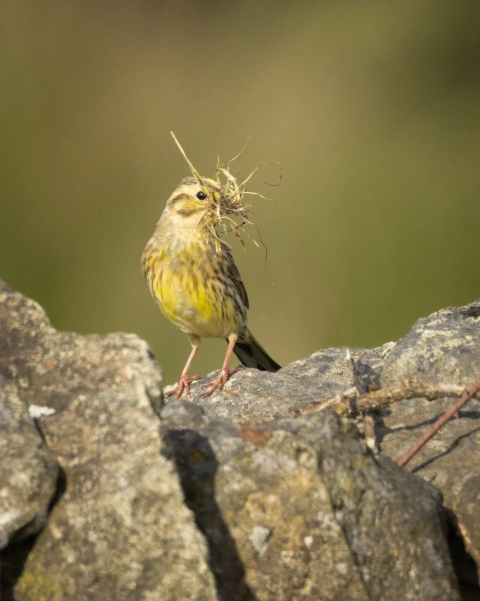 Yellowhammer 4.jpg