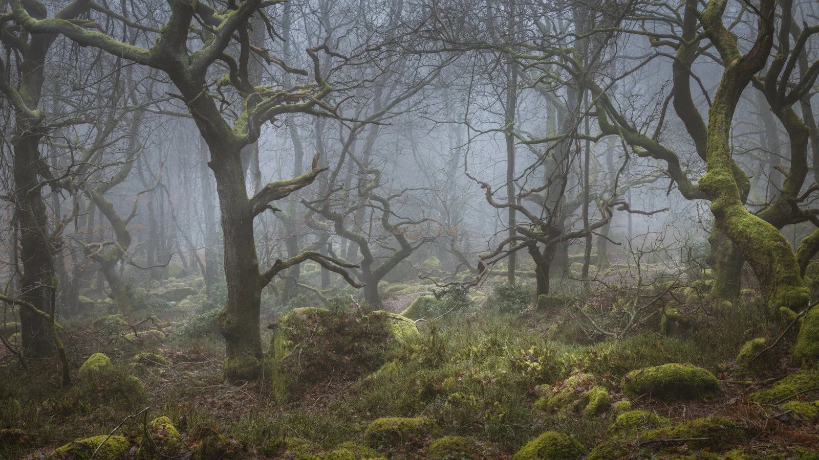 Dancing Trees.jpg