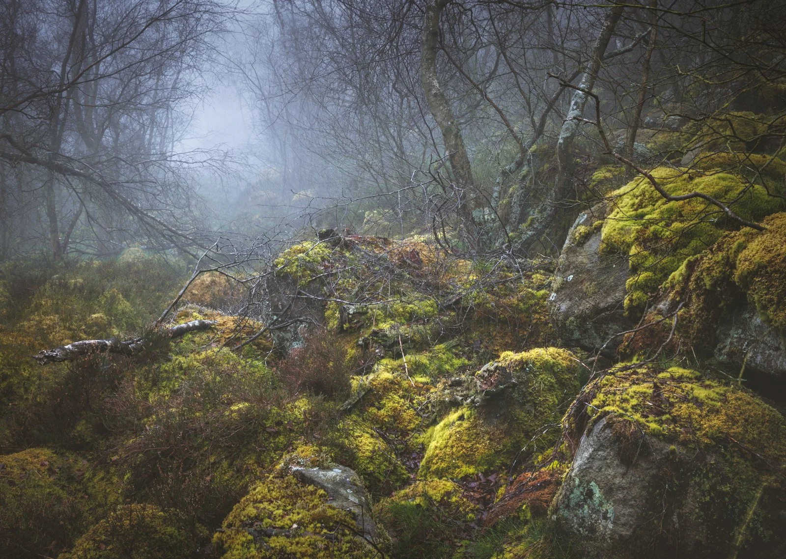 Woodland Moss