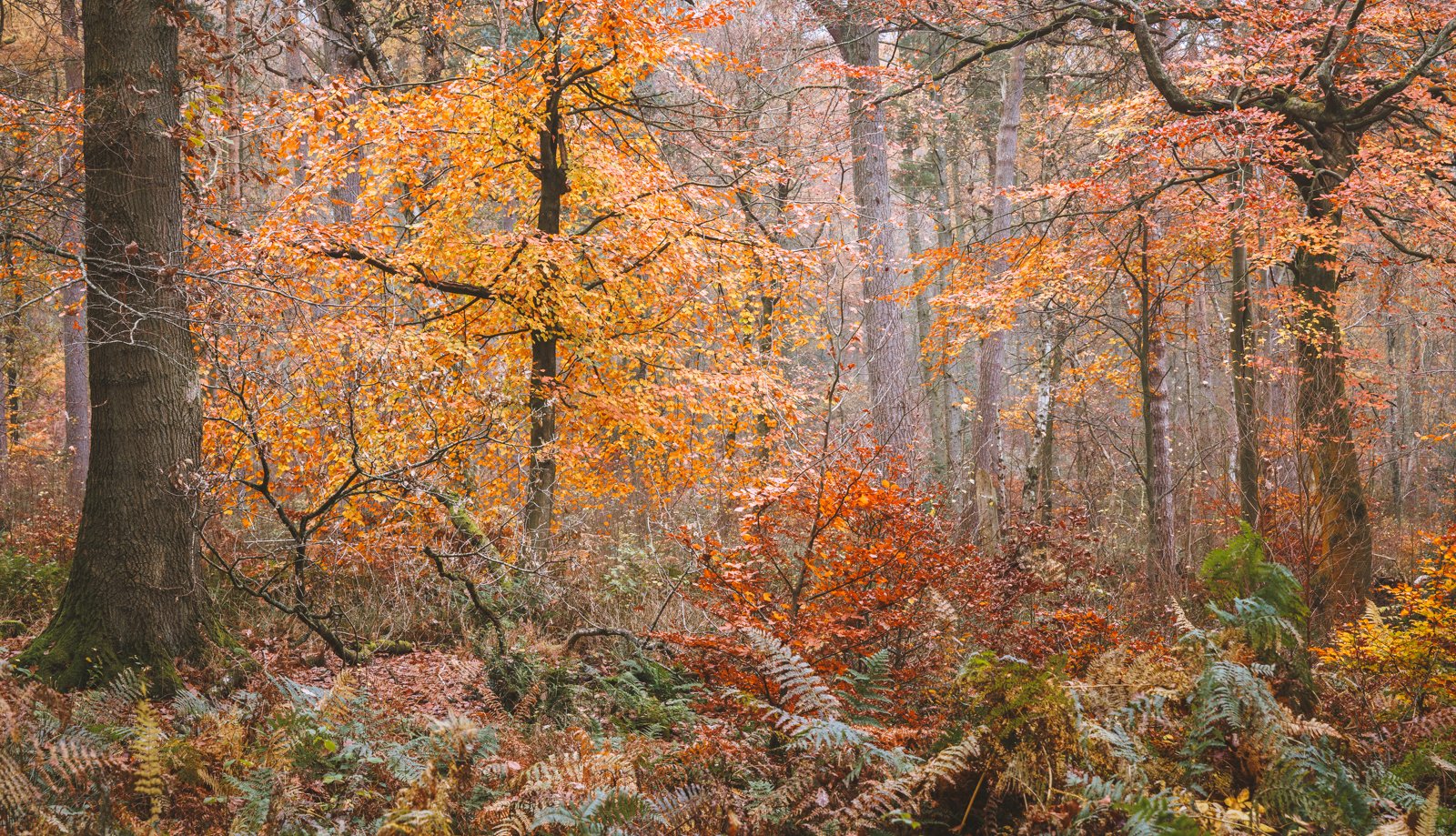 Autumn Colour Chaos
