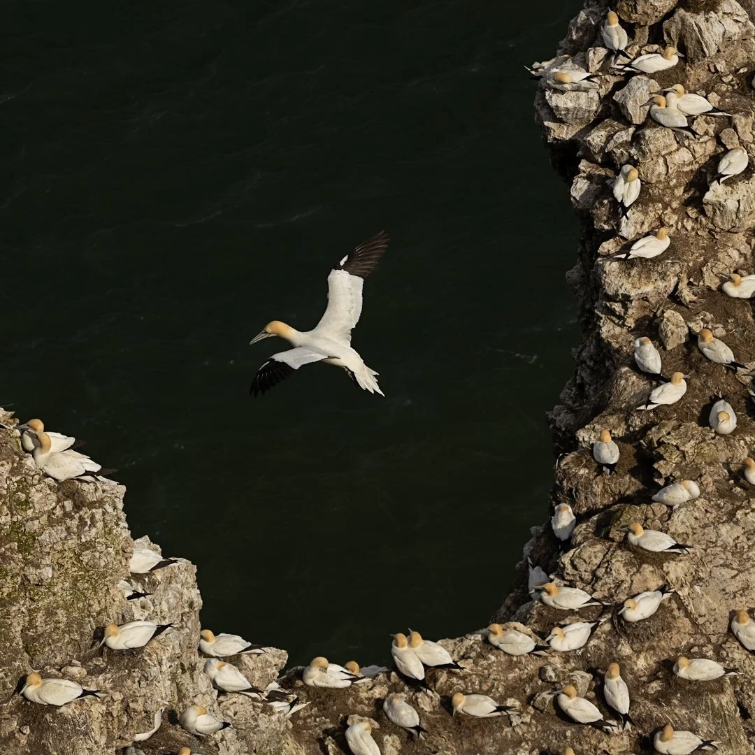 Gannet Colony.jpg