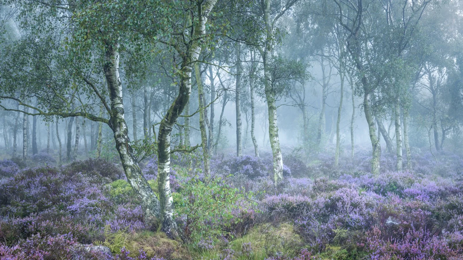 Heather & Birch.jpg