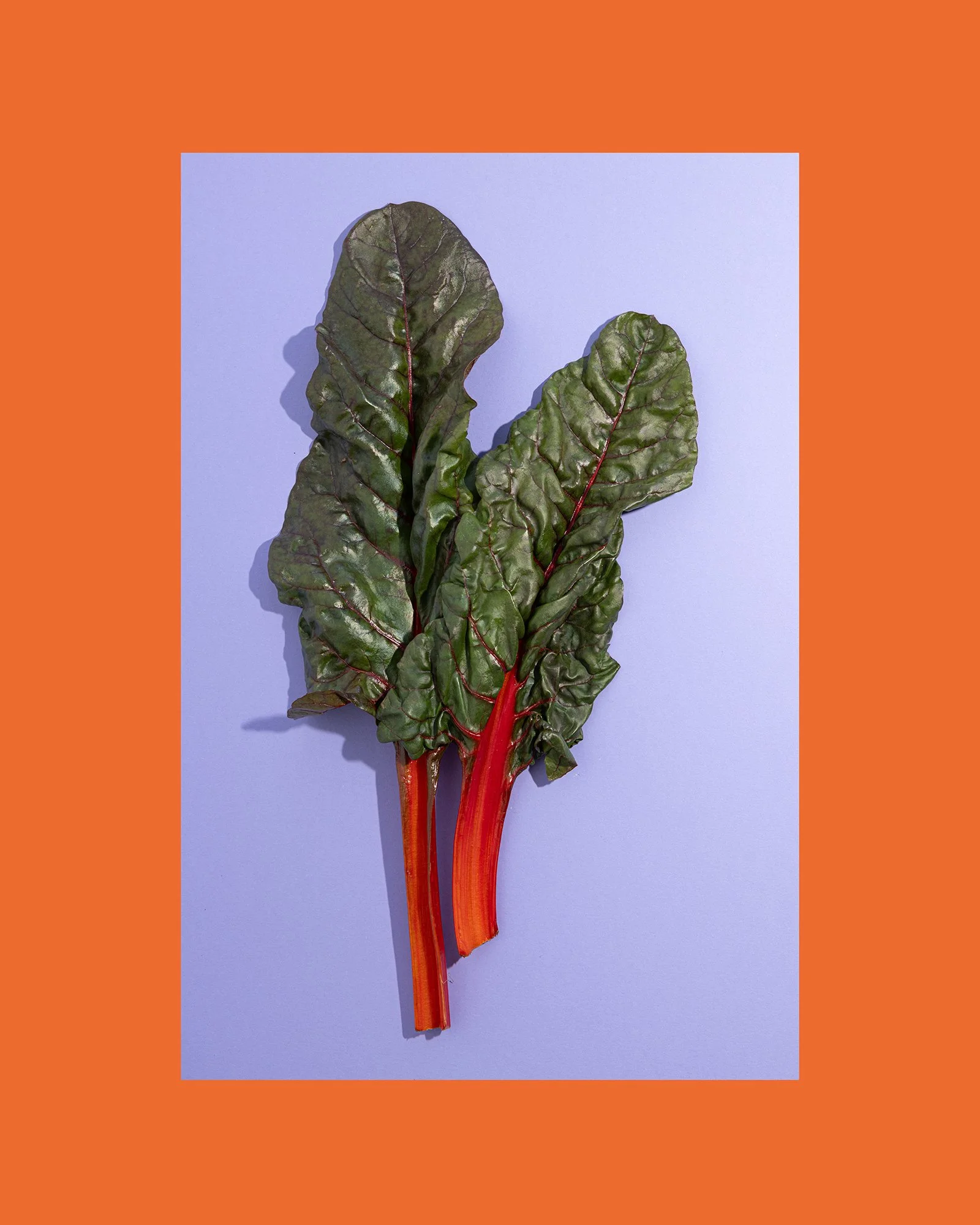 farbige Mangoldblätter auf lila Hintergrund und orangem Rahmen