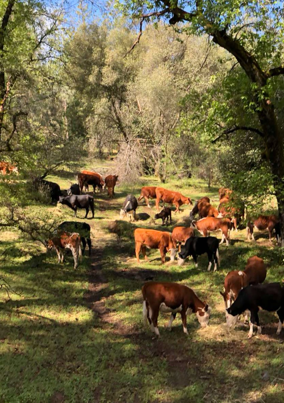 A herd of cows grazing on a grassy, wooded area with trees and sunlight filtering through the leaves.