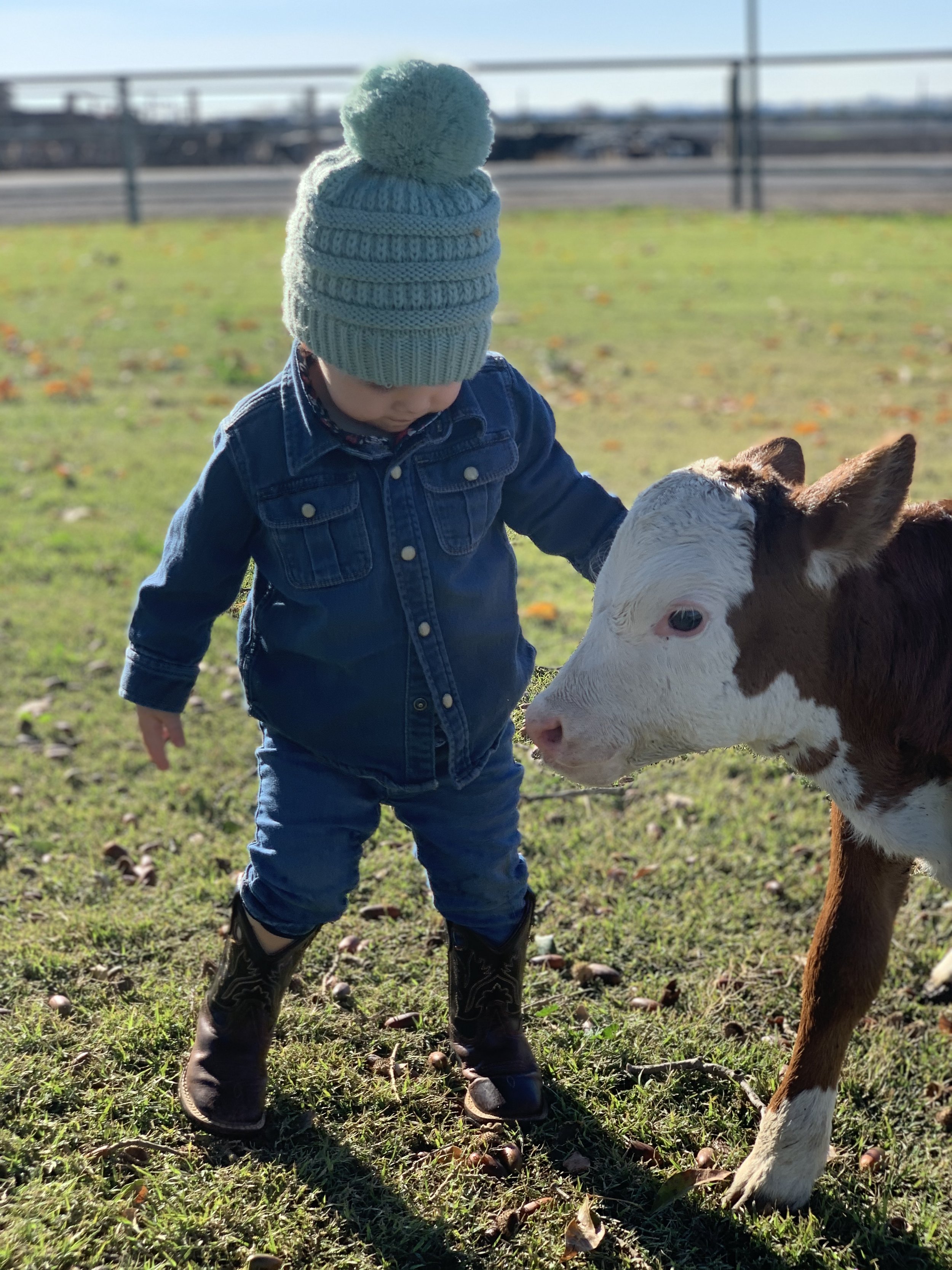 A young child in a blue jacket, jeans, and rubber boots, wearing a teal knit hat with a pompom, stands on grassy ground and touches noses with a small calf with a white face and brown body. There is a fence and some buildings in the background.