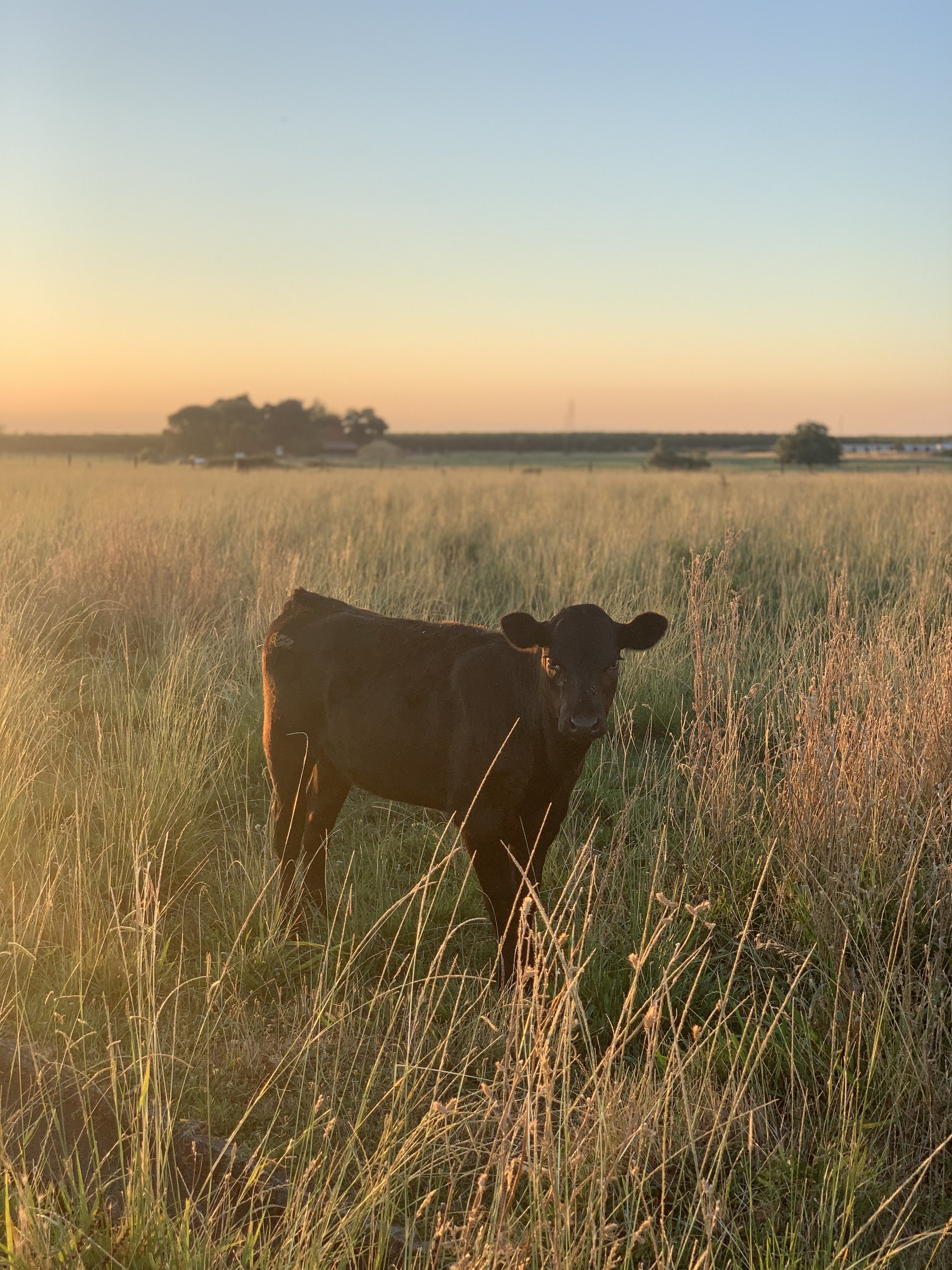 A young black calf standing in tall grass during sunset in a rural field.