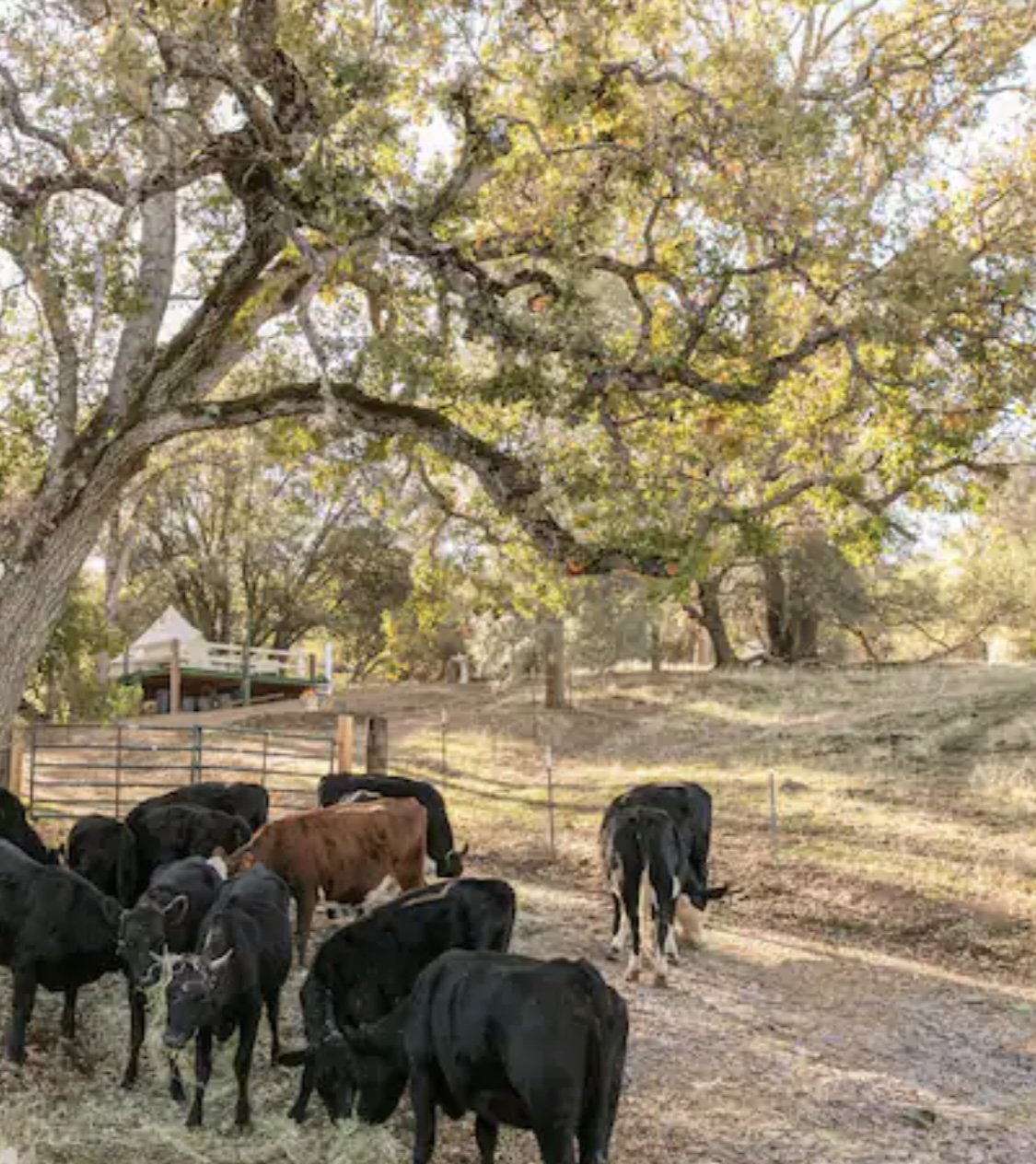 A group of cows grazing on a field with large trees and a fence in the background, suggesting a farm or rural setting.