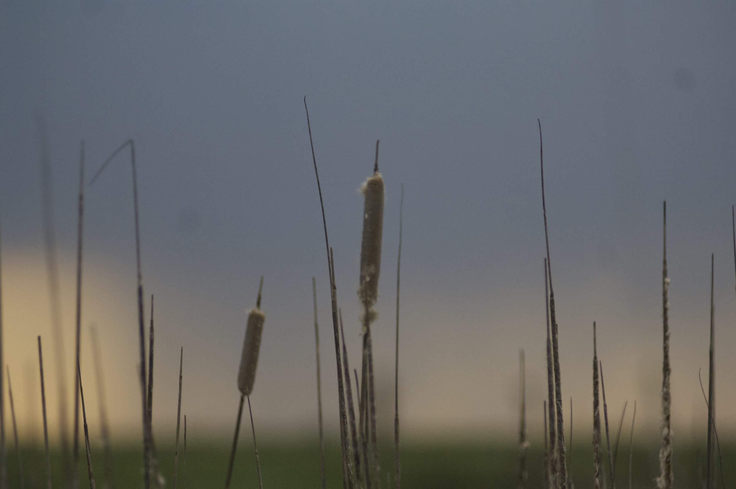 Close-up of cattail plants with brown, cylindrical flower spikes, against a blurred background of blue sky and green field.