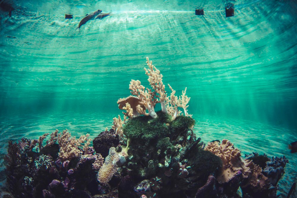 coral reef ecosystem
