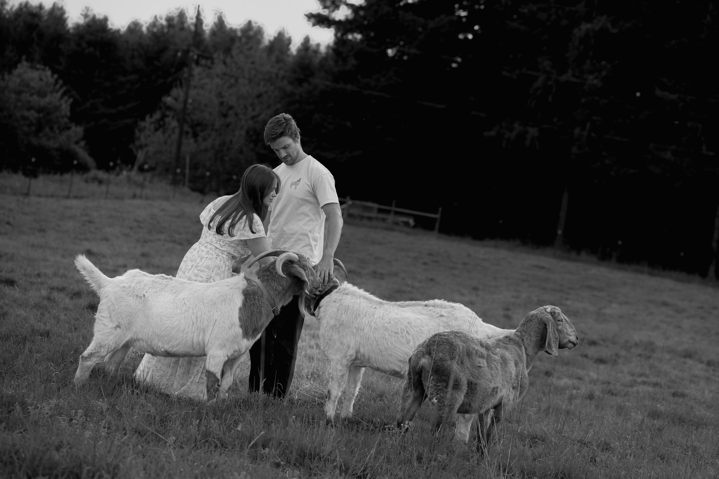 A young woman and a young man are petting goats in a grassy field. The scene is outdoors with trees and a fence in the background. Luxury Oregon Wedding photographer. Engagement Photo inspo