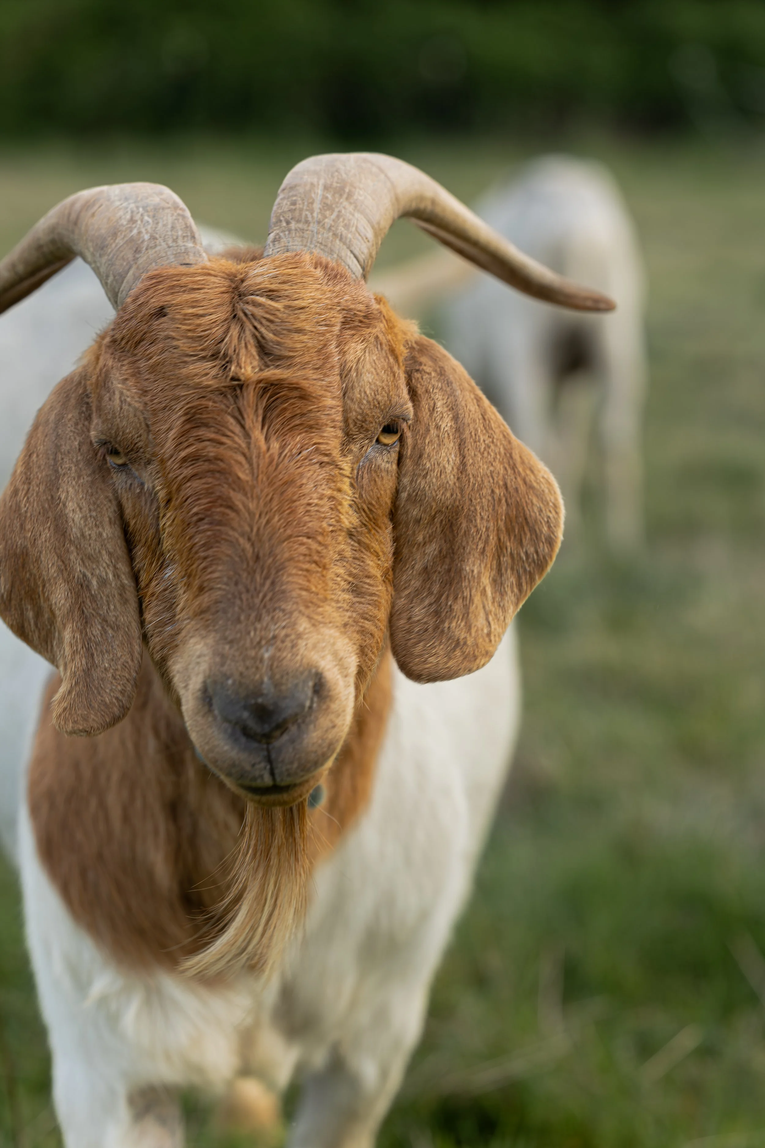 Close-up of a brown and white goat with large, curved horns, standing outdoors with green grass and blurred background.