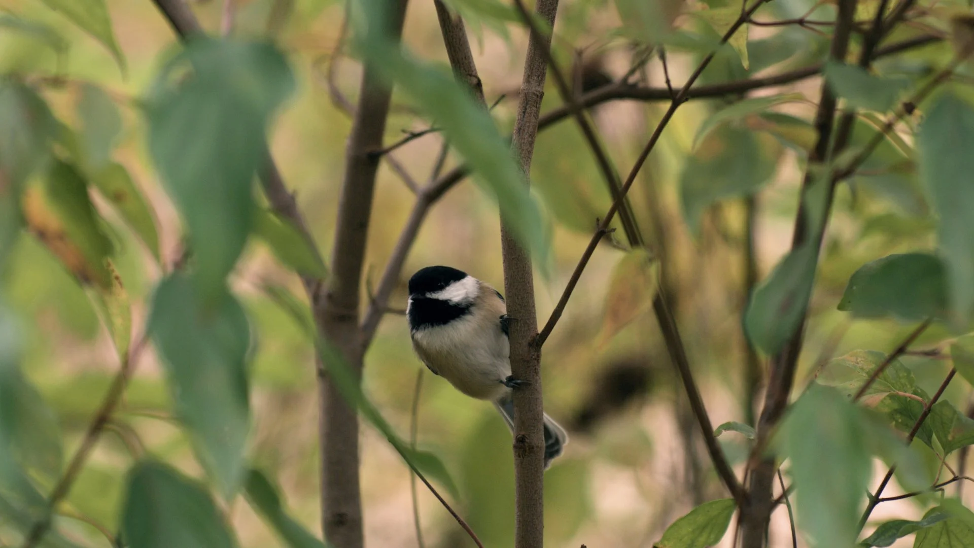 Day 2 Melt.00_18_51_11.Still013.jpg