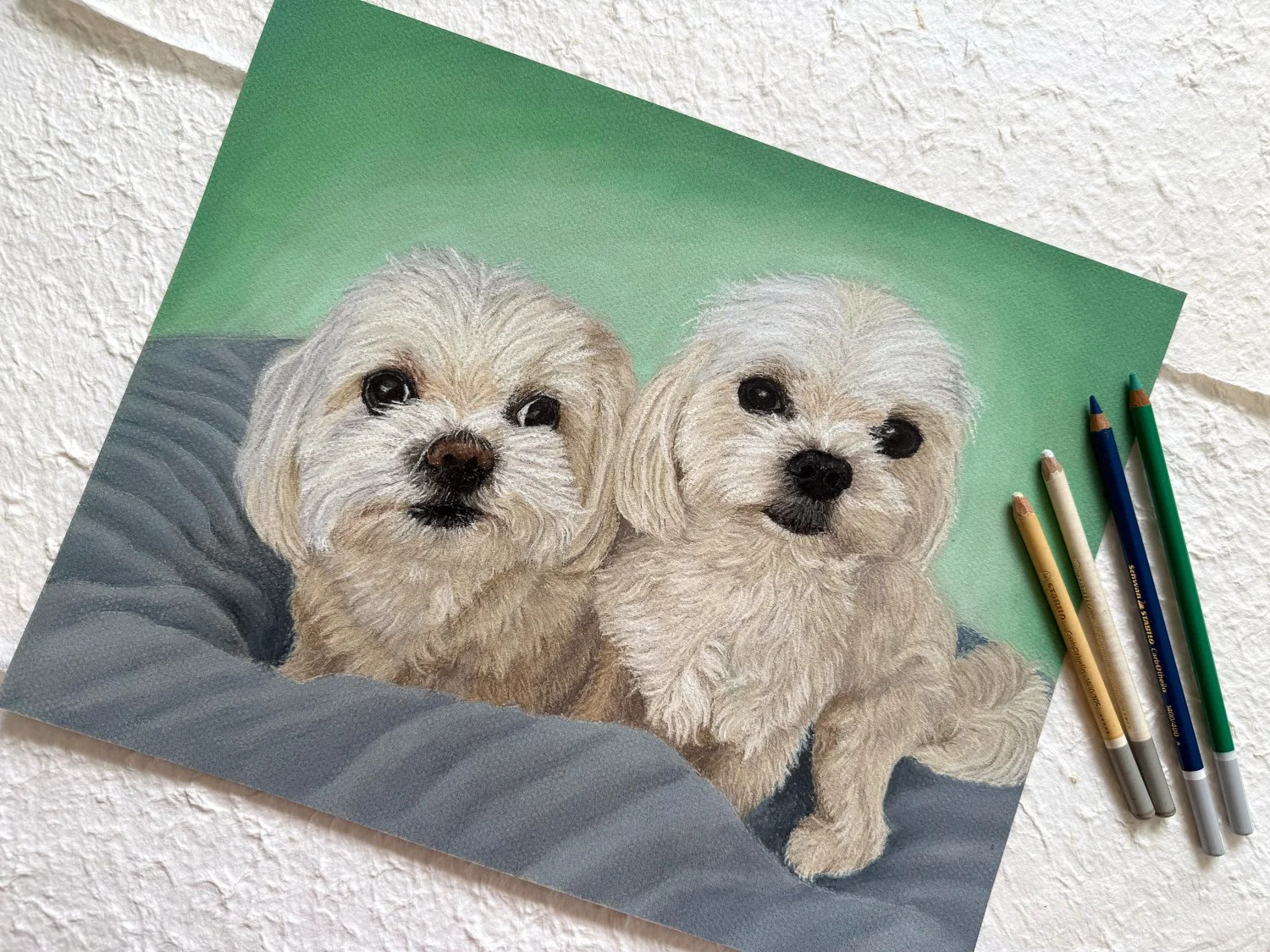 dog portraits