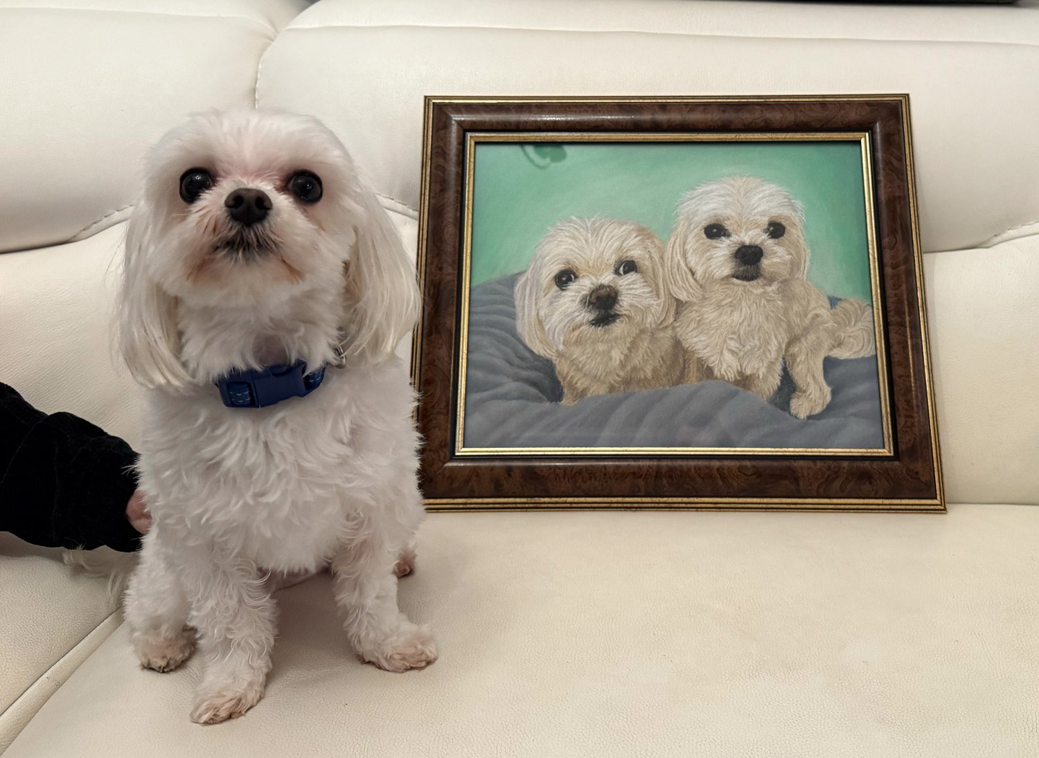 custom dog portraits